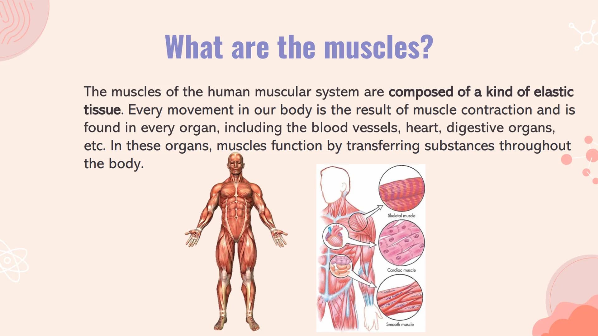 # TYPES OF
# MUSCLES # What are the muscles?
The muscles of the human muscular system are composed of a kind of elastic
tissue. Every movem