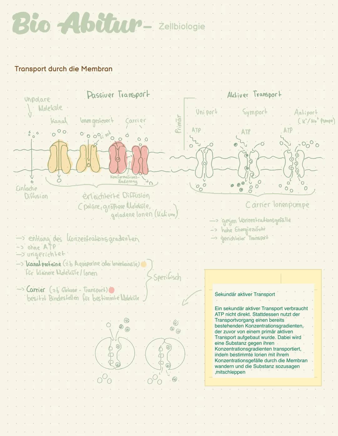 Abi - Biologie # Bio Abitur - Zellbiologie
Zelltypen
10-30 μπ
Tierzelle
Eukaryoten Mensch, Pflanze, Pilze
Pflanzen
Zelle
Prokaryot Bakter