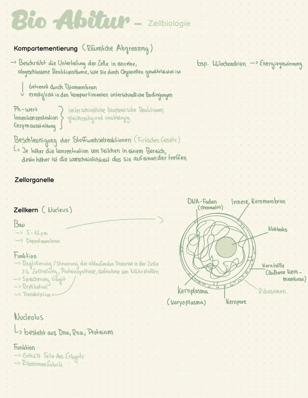 Abi - Biologie # Bio Abitur - Zellbiologie
Zelltypen
10-30 μπ
Tierzelle
Eukaryoten Mensch, Pflanze, Pilze
Pflanzen
Zelle
Prokaryot Bakter