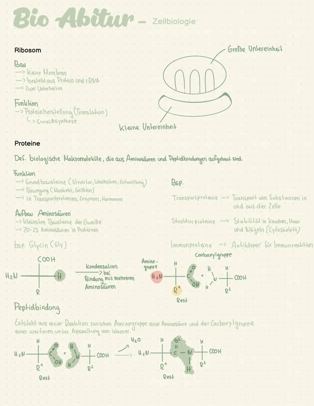 Abi - Biologie # Bio Abitur - Zellbiologie
Zelltypen
10-30 μπ
Tierzelle
Eukaryoten Mensch, Pflanze, Pilze
Pflanzen
Zelle
Prokaryot Bakter