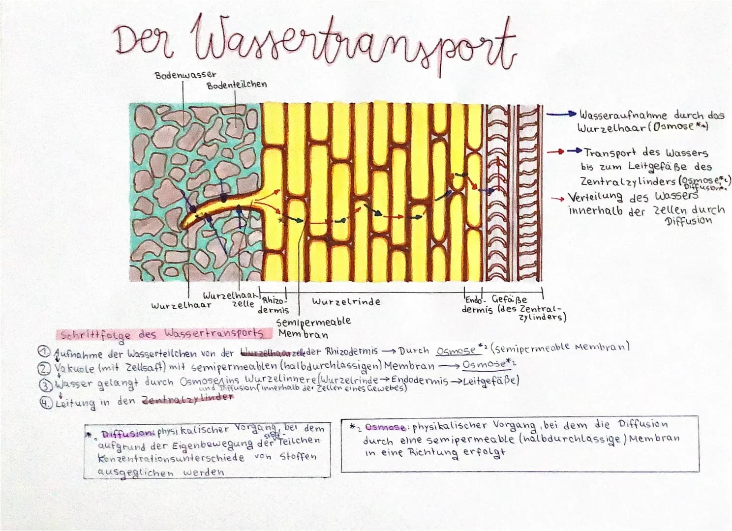# Der Wassertransport
Bodenwasser
Bodenteilchen
Wurzelhaar
Wurzelhaartnit
zelle
Wurzelrinde
dermis
Semipermeable
Wasseraufnahme durch
