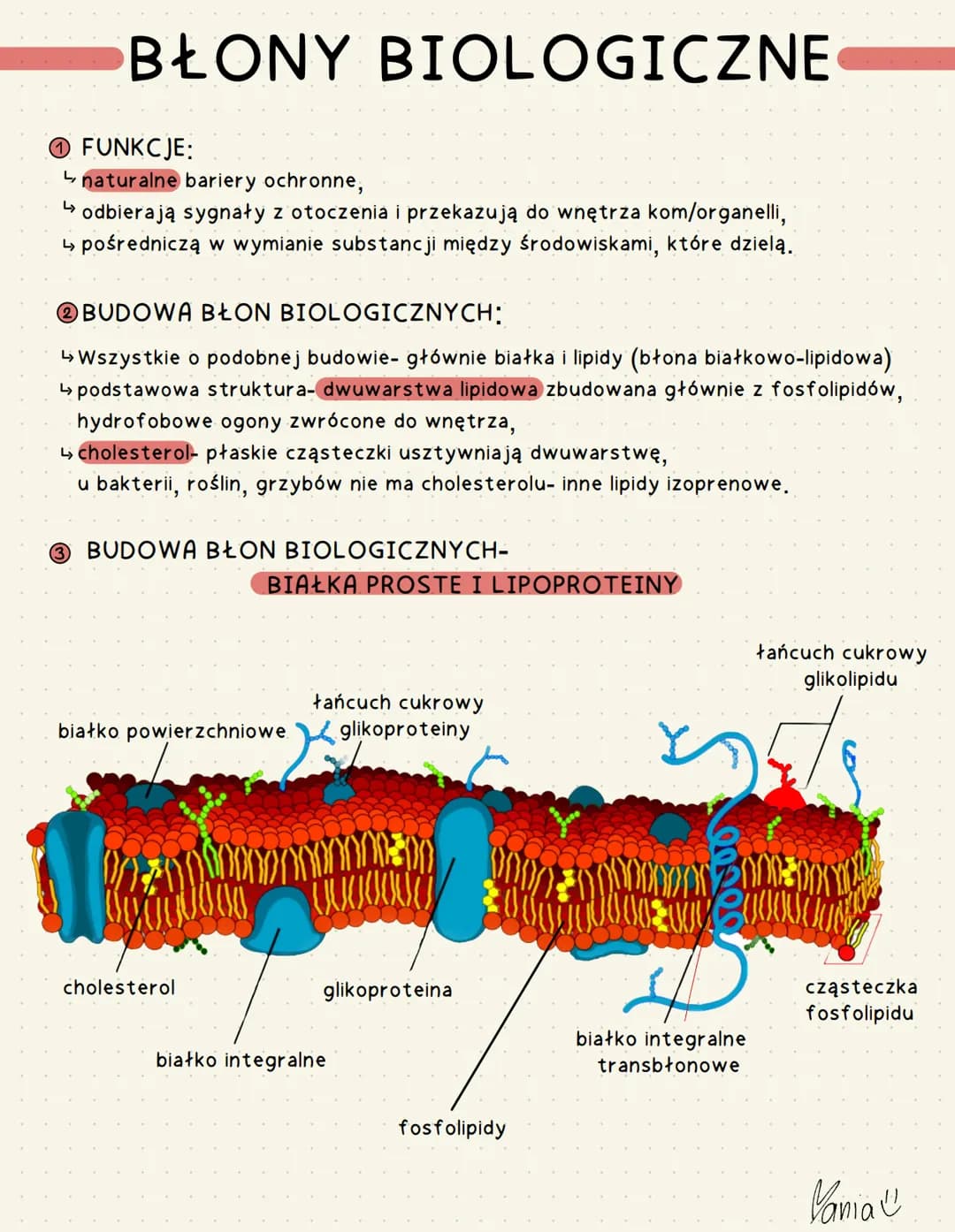 # BŁONY BIOLOGICZNE
FUNKCJE:
* naturalne bariery ochronne,
* odbierają sygnały z otoczenia i przekazują do wnętrza kom/organelli,
* p