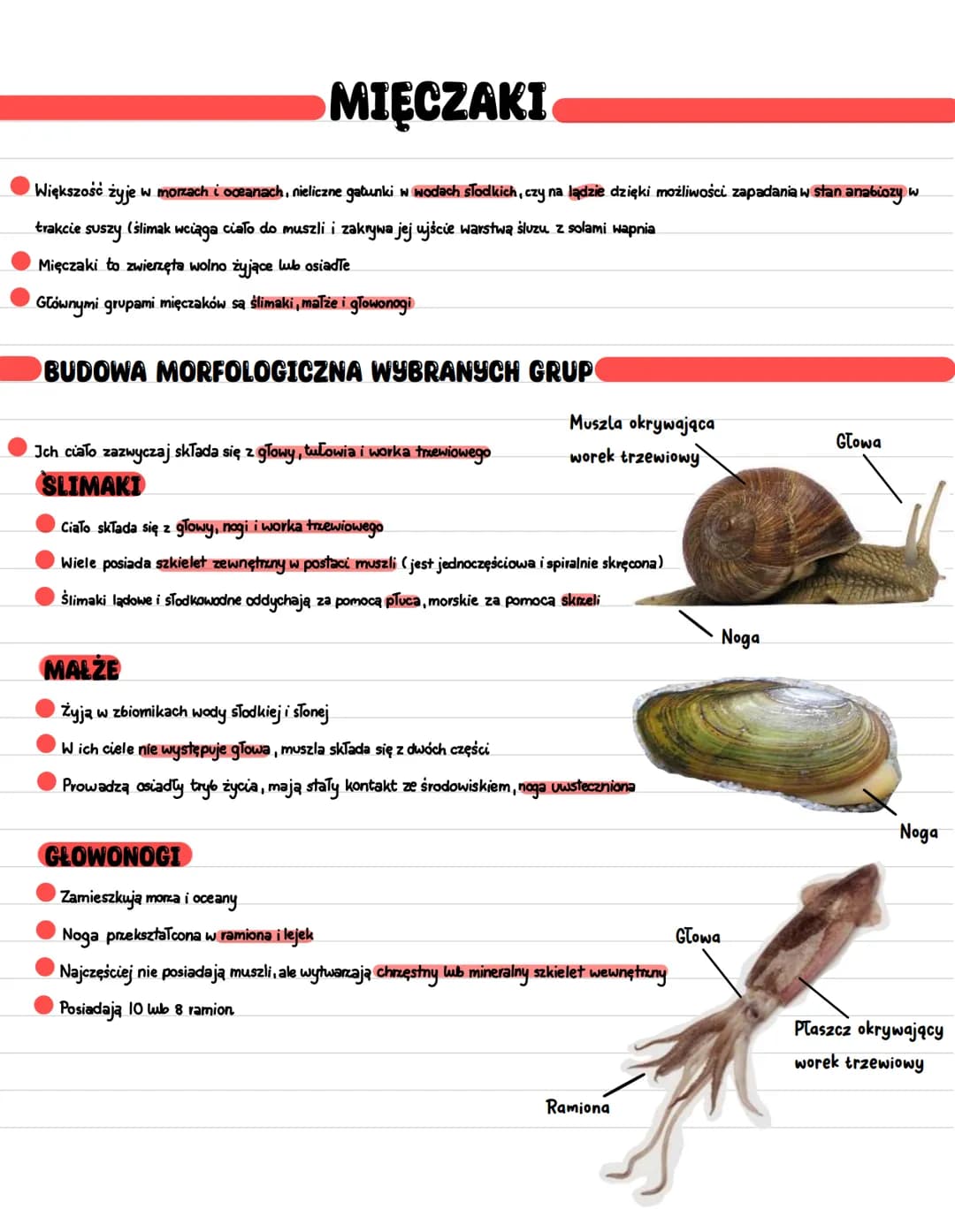 # MIĘCZAKI
* Większość żyje w morzach i oceanach, nieliczne gatunki w wodach słodkich, czy na lądzie dzięki możliwości zapadania w stan a