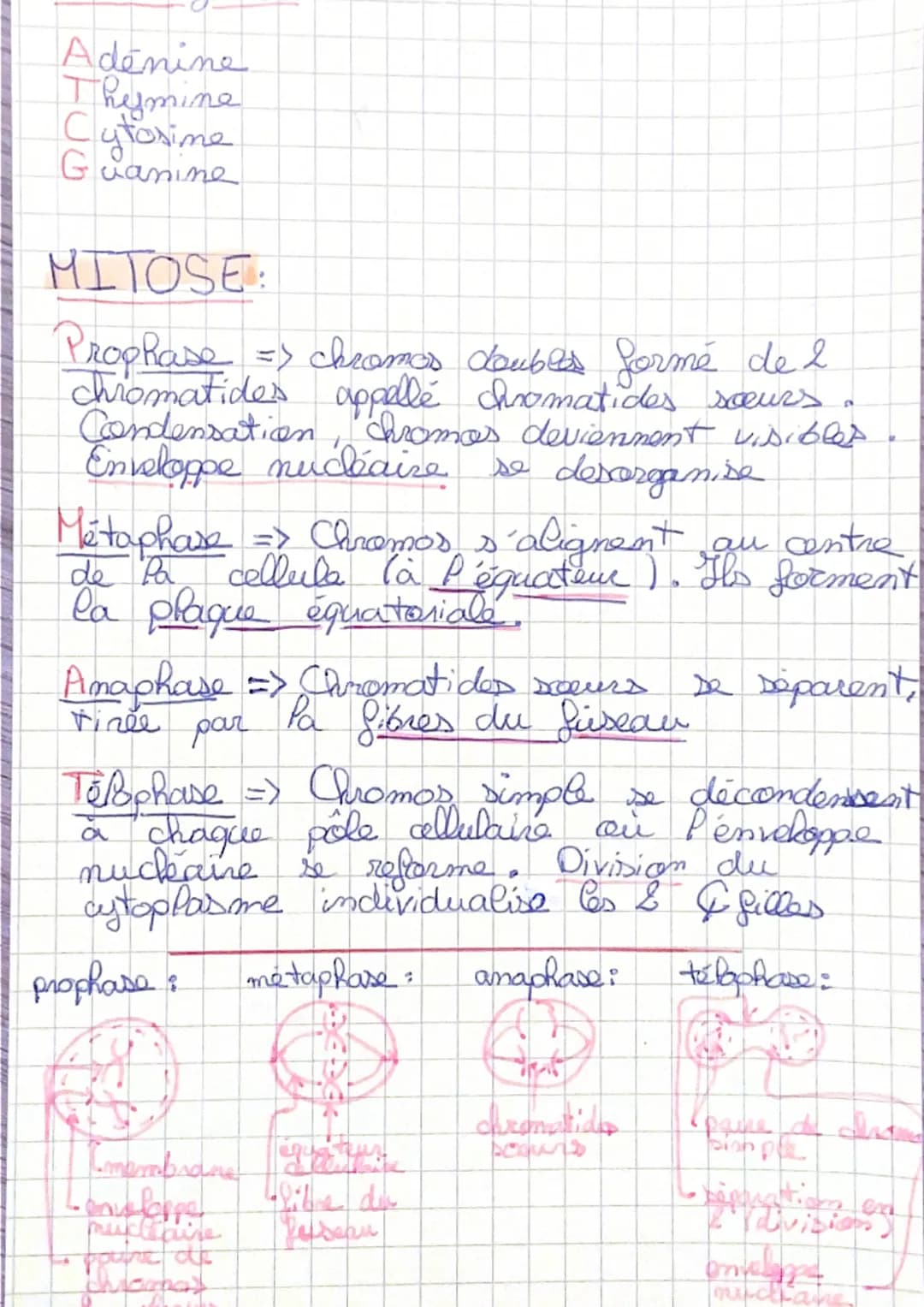 Vocabulaire:
Gene = port de chromosomes formé
I une séquence d'AON qui perte une
info code servant à la syntese d'ume
proteine.
ADN- Acide