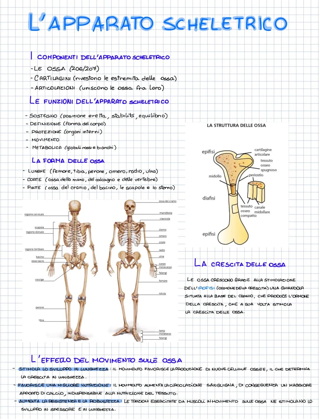 # L'APPARATO SCHELETRICO
COMPONENTI DELL'APPARATO SCHELETRICO
-LE OSSA (206/207)
-CARTILAGINI (rivestono le estremita delle ossa)
- ARTICOL