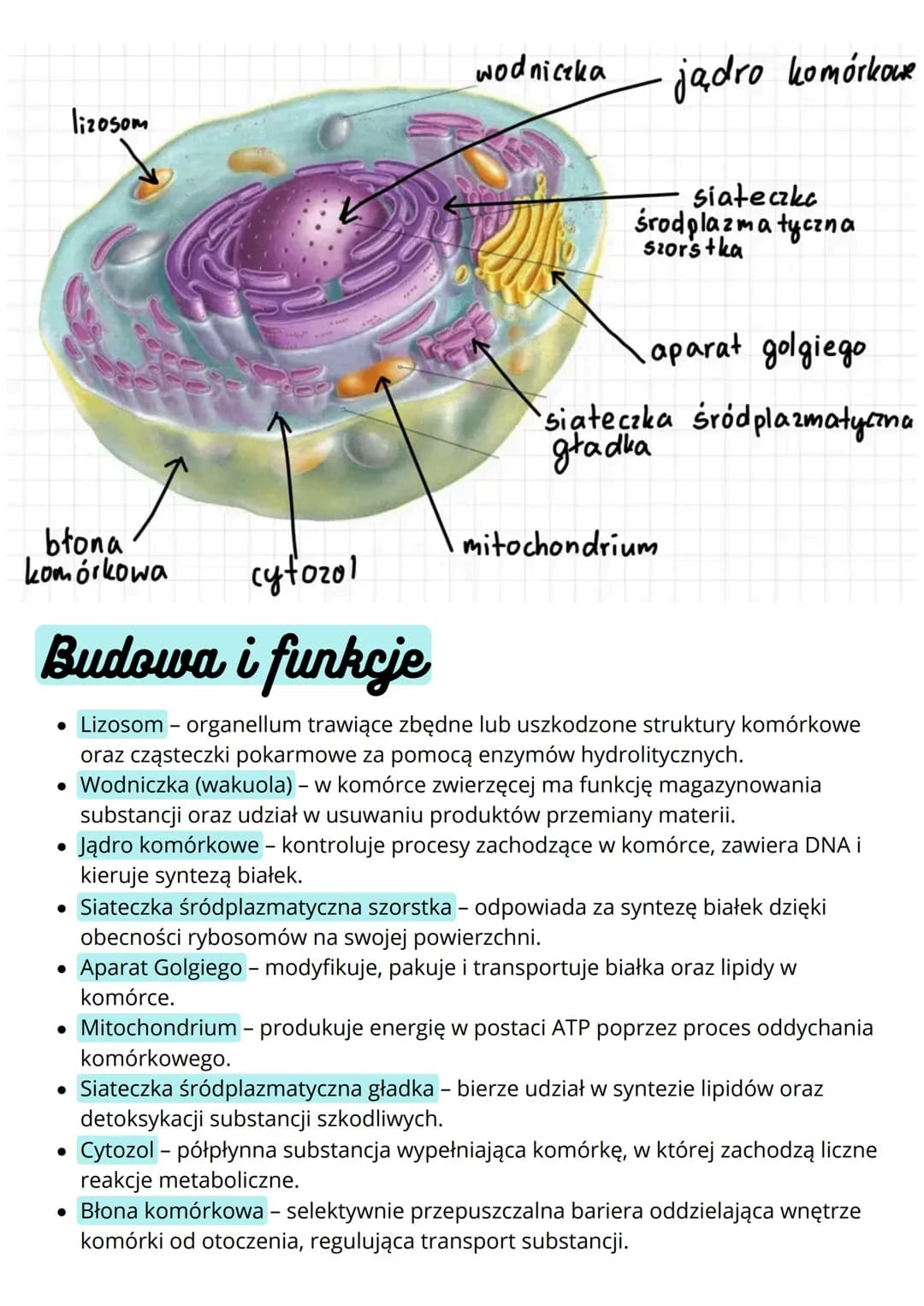 # Budowa i funkcja komórki. Rodzaje
komórek
## Komórki
### prokariotyczne eukariotyczne
* nie mają jądra komórkowego
* komórki m.in.