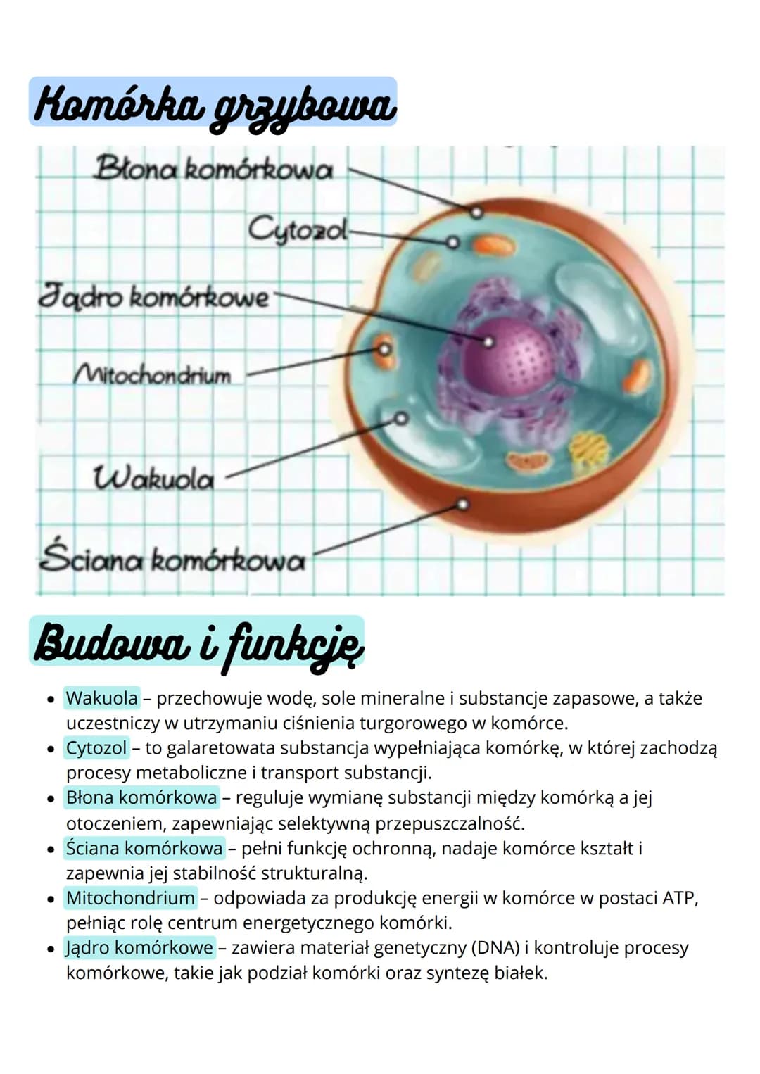 # Budowa i funkcja komórki. Rodzaje
komórek
## Komórki
### prokariotyczne eukariotyczne
* nie mają jądra komórkowego
* komórki m.in.