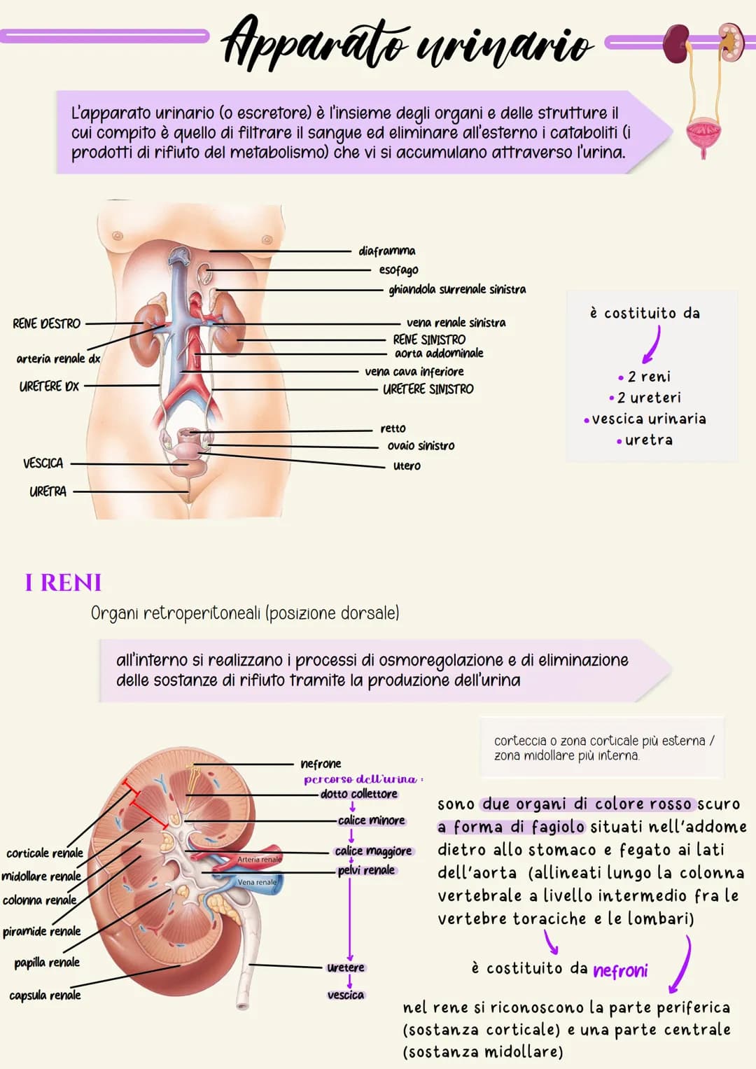 # Apparato urinario
L'apparato urinario (o escretore) è l'insieme degli organi e delle strutture il
cui compito è quello di filtrare il san