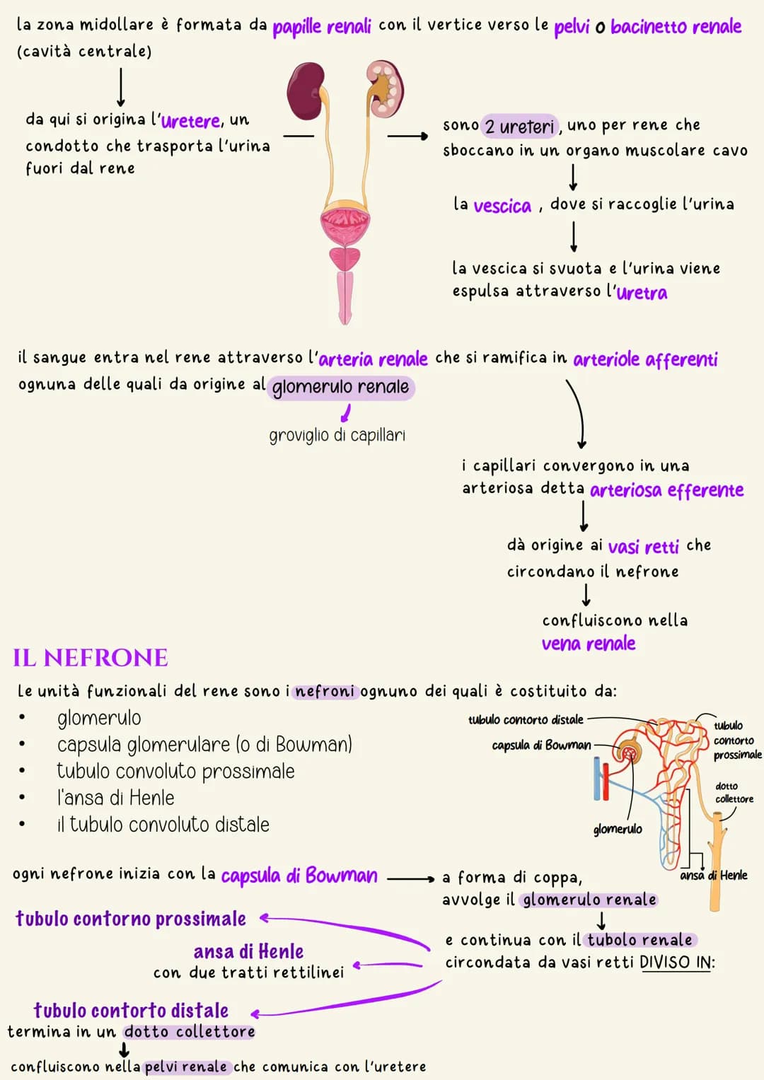 # Apparato urinario
L'apparato urinario (o escretore) è l'insieme degli organi e delle strutture il
cui compito è quello di filtrare il san