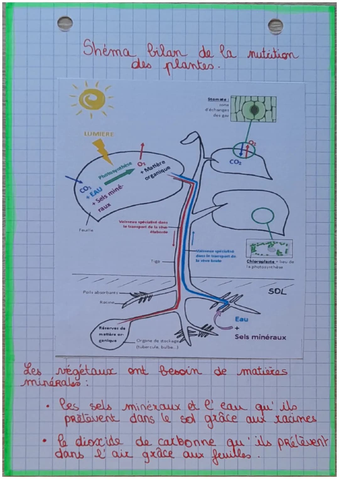 ## SVT
- La nutrition des végétaux.
4
e
On sait que les êtres vivanto ont besoin
de se nourrir pour vivre ce qui leur
fonctionnement fe
ap