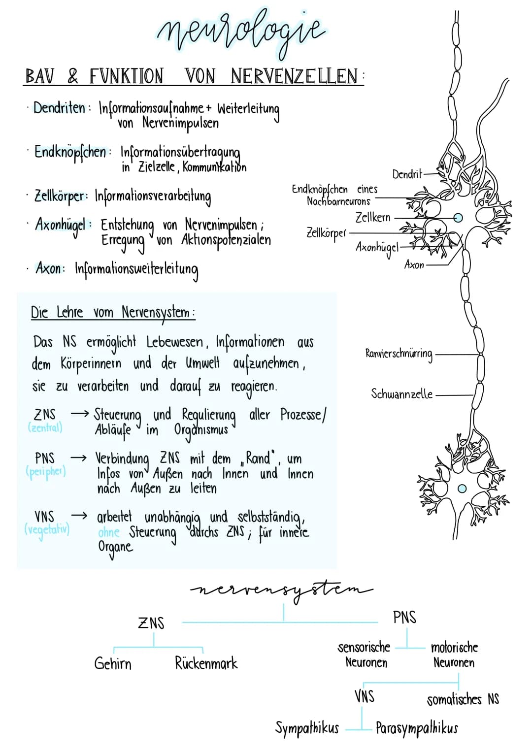 # neurologie
BAV & FUNKTION VON NERVENZELLEN:
- Dendriten: Informationsaufnahme + Weiterleitung
von Nervenimpulsen
- Endknöpfchen: Info