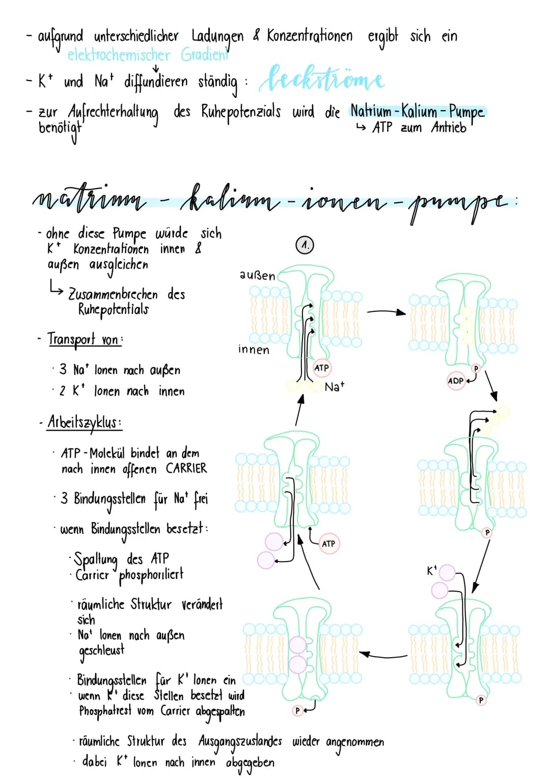 # neurologie
BAV & FUNKTION VON NERVENZELLEN:
- Dendriten: Informationsaufnahme + Weiterleitung
von Nervenimpulsen
- Endknöpfchen: Info
