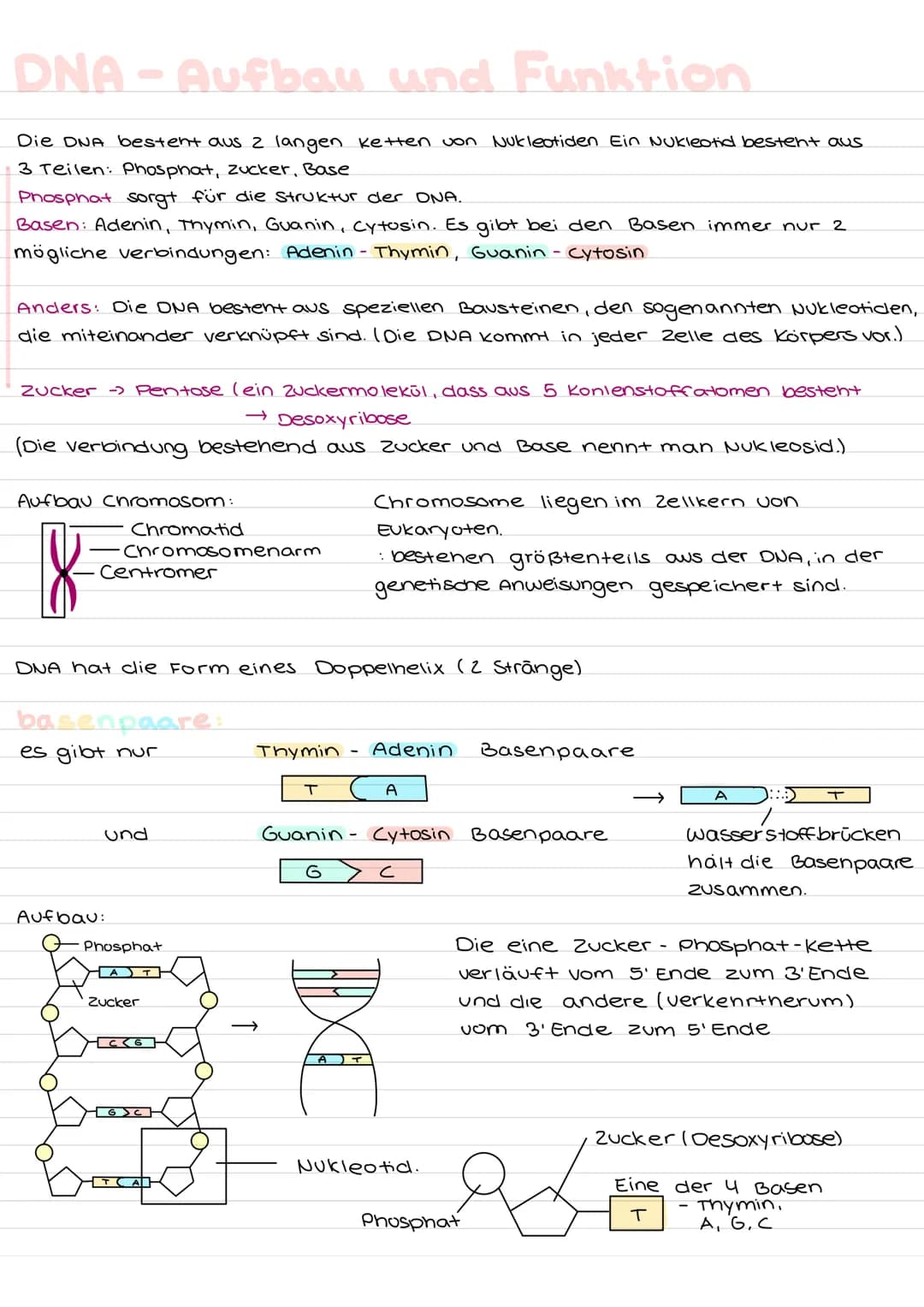 # DNA-Aufbau und Funktion
Die DNA bestent aus 2 langen ketten von Nukleotiden Ein Nukleotid besteht aus
3 Teilen: Phosphat, zucker, Base
P