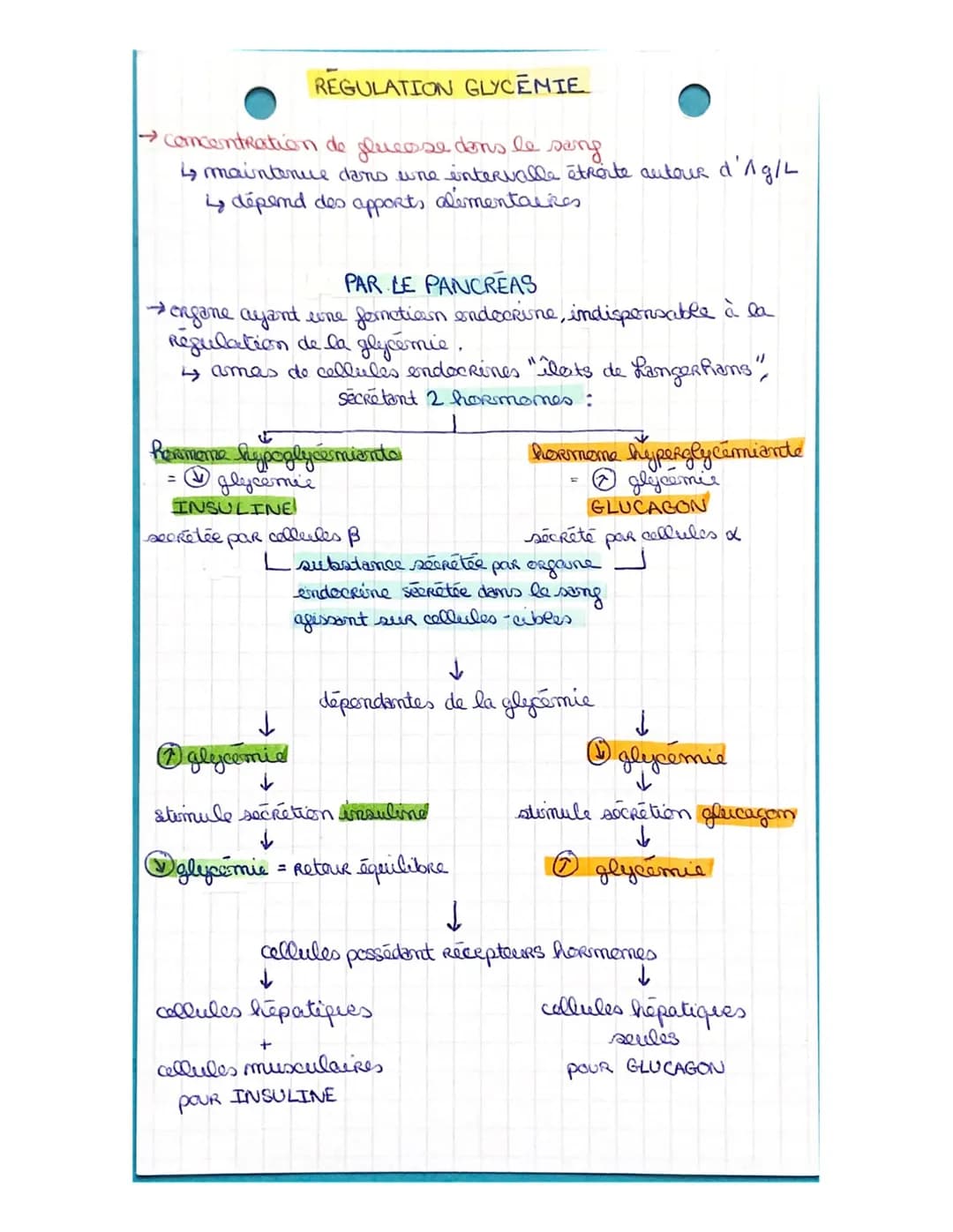 # LA CELLULE MUSCULAIRE
* muscles: Ongames capables de se contracter
* muscles atrices muscles Rattachés aux es permettant le
11