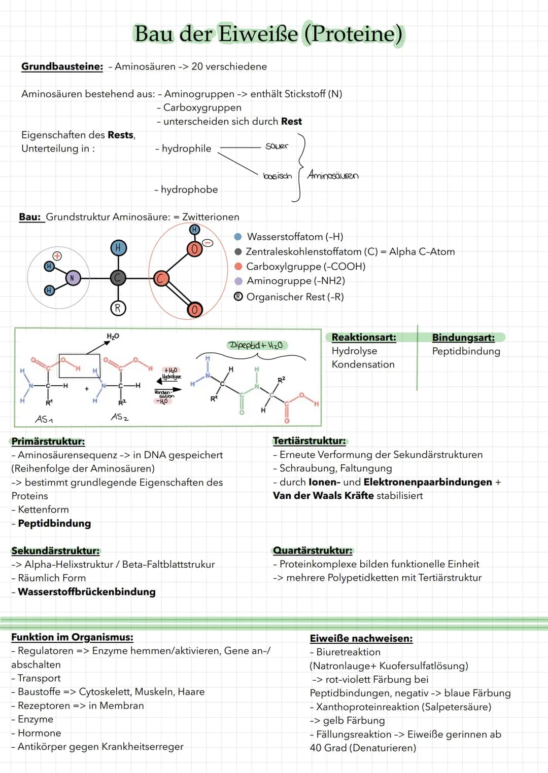 # Bau der Kohlenhydrate (Saccharide)
Grundbausteine: Einfachzucker/Monosaccaride
-> bestehen aus Kohlenstoffatomen
Glucosemolekül: C6H1206