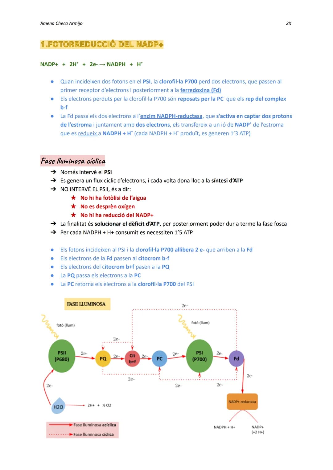 Jimena Checa Armijo
ANABOLISME AUTOTROF
Què és l'ANABOLISME? Via constructiva del metabolisme, és a dir, es fa una síntesi de
molècules co