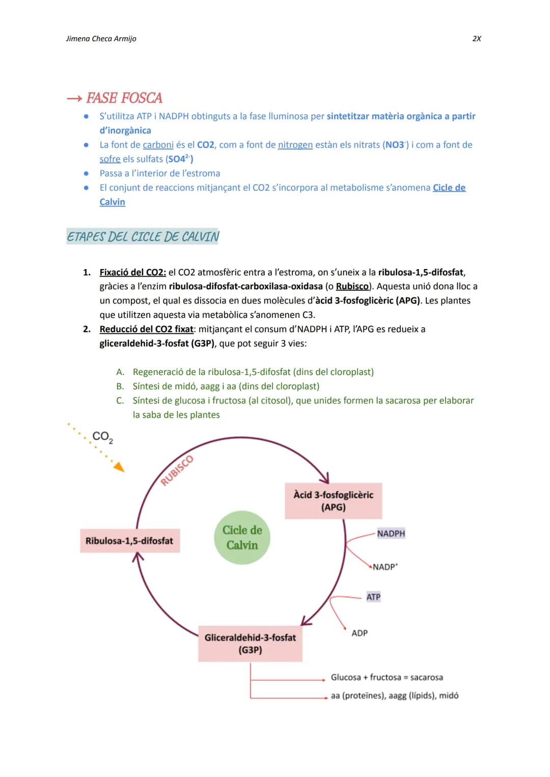 Jimena Checa Armijo
ANABOLISME AUTOTROF
Què és l'ANABOLISME? Via constructiva del metabolisme, és a dir, es fa una síntesi de
molècules co