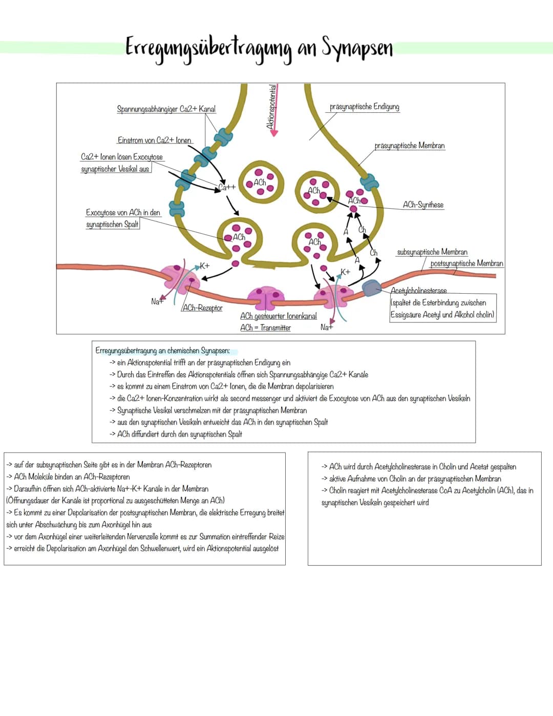 Neurobiologie # Bau von Nervenzellen
Bau eines Neurons
Integration
Dendrit
Im Nervensystem gibt es zwei Haupttypen von Zellenc
Neurone u