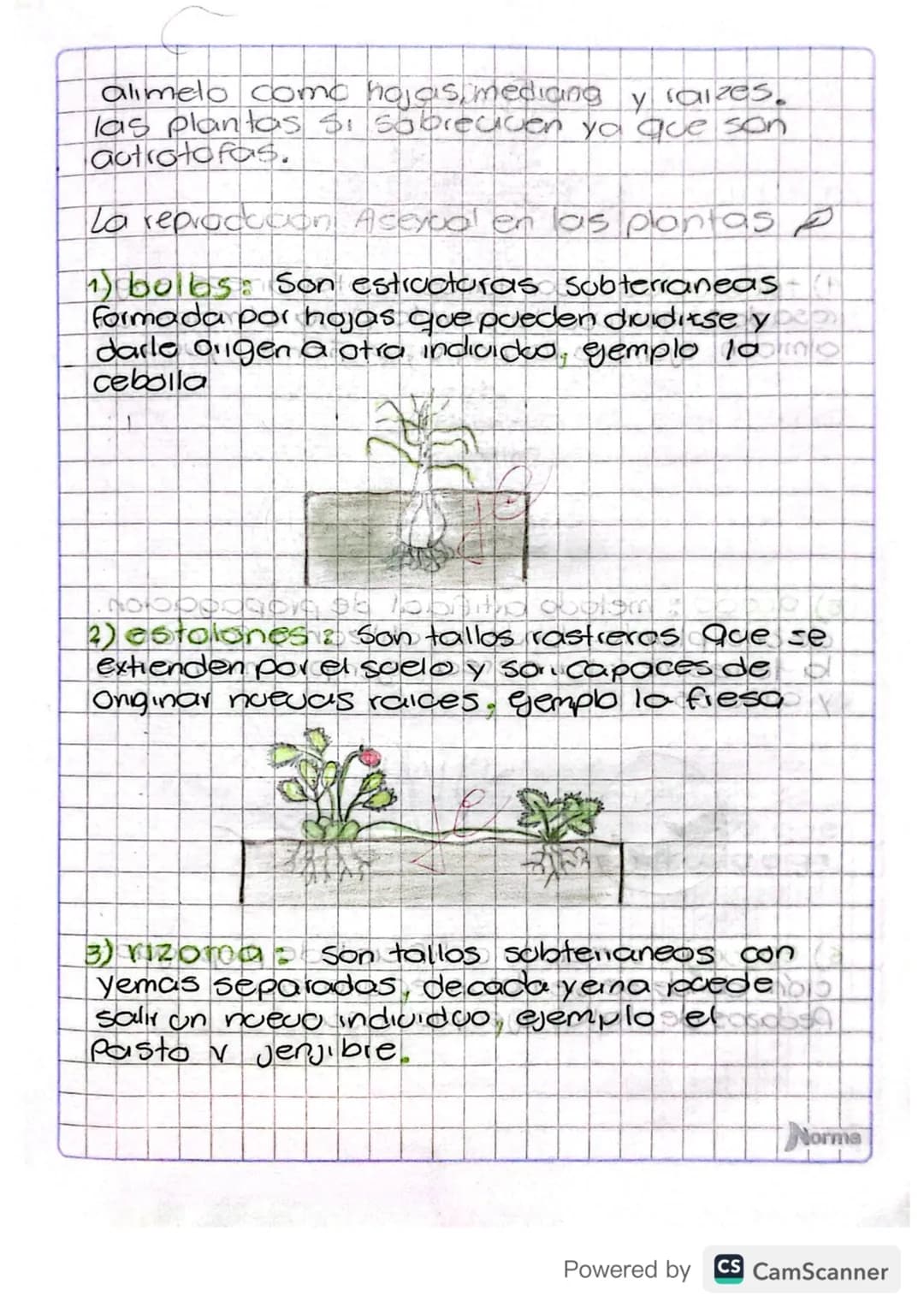 alimelo como hojas, mediang y calzes.
las plantas si sobreciven ya que son
autrotofas.
La reprodugn Asexual en las plantas P
1) bulbs: Son