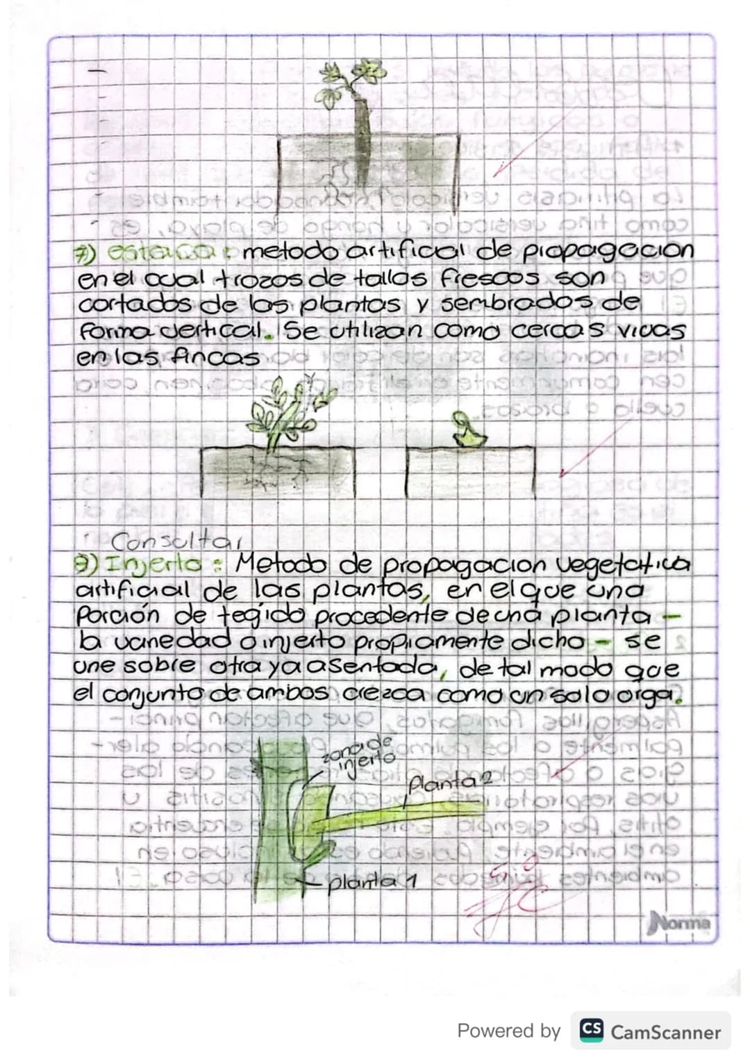 alimelo como hojas, mediang y calzes.
las plantas si sobreciven ya que son
autrotofas.
La reprodugn Asexual en las plantas P
1) bulbs: Son