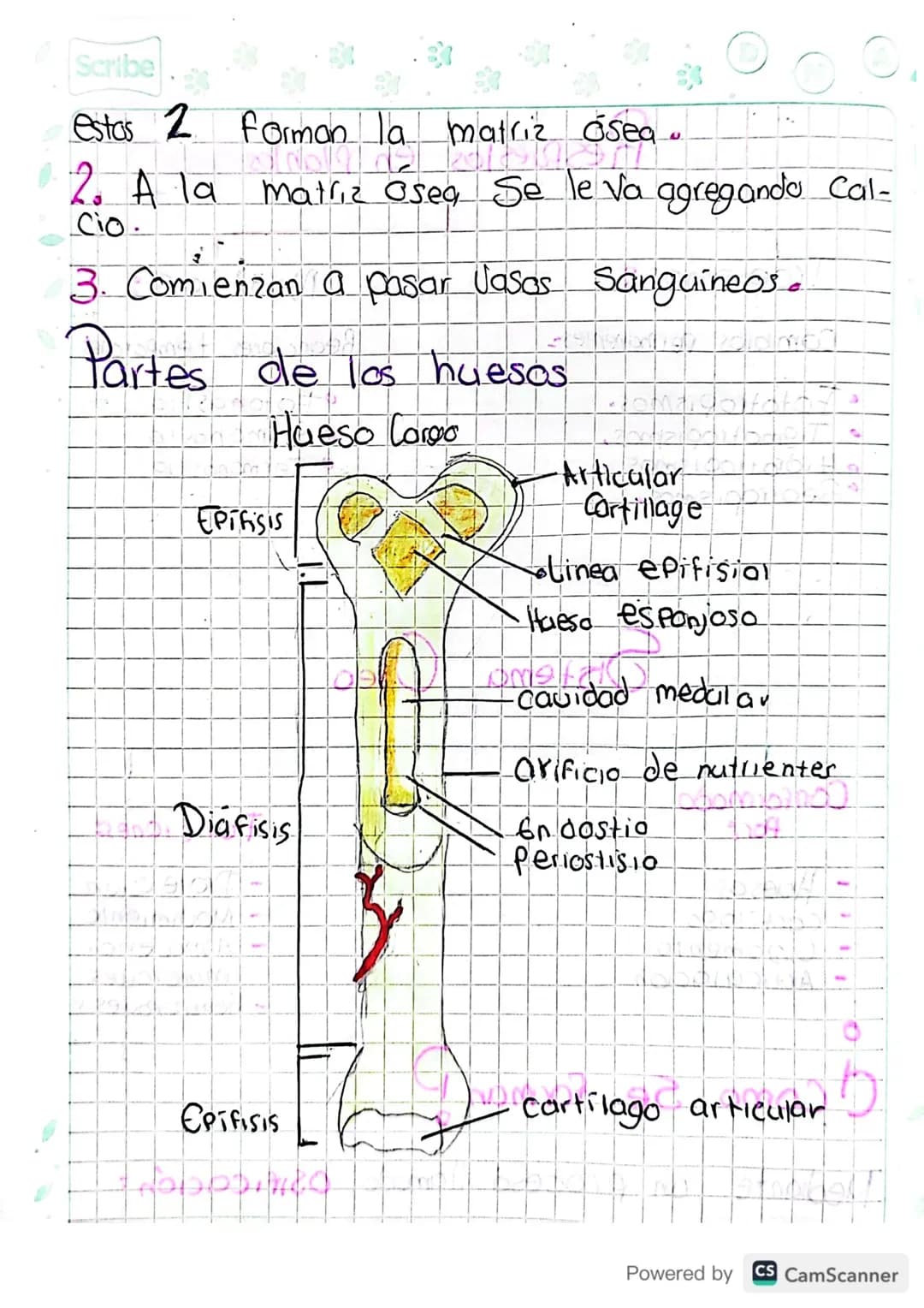 Sistema Oseo
Conformado
Por:
-
Huesos
-
Cartilago
-
Gigamento
-
Articulación
¿Como se forman ?
Mediante un proceso llamado/Osificación: