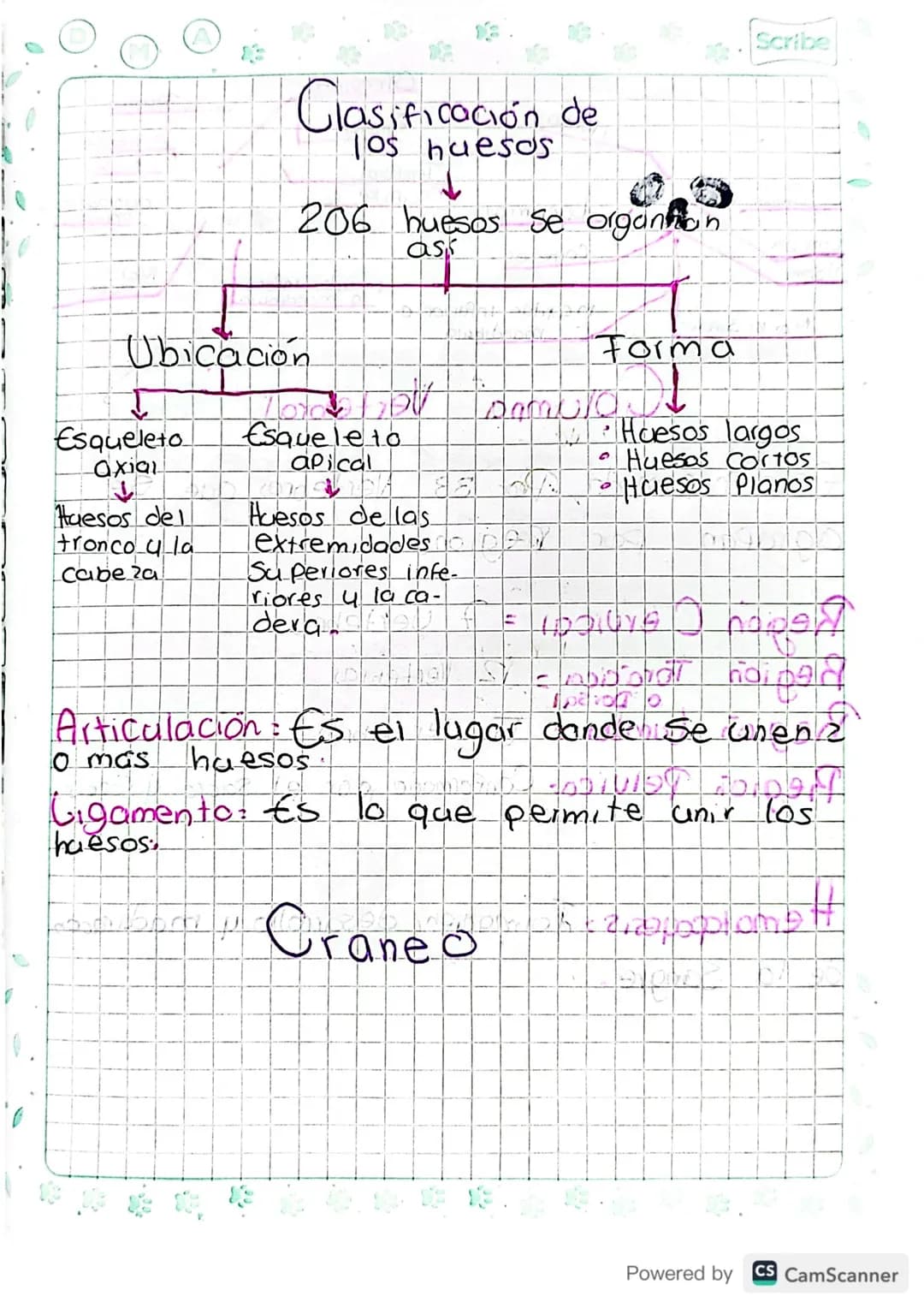 Sistema Oseo
Conformado
Por:
-
Huesos
-
Cartilago
-
Gigamento
-
Articulación
¿Como se forman ?
Mediante un proceso llamado/Osificación: