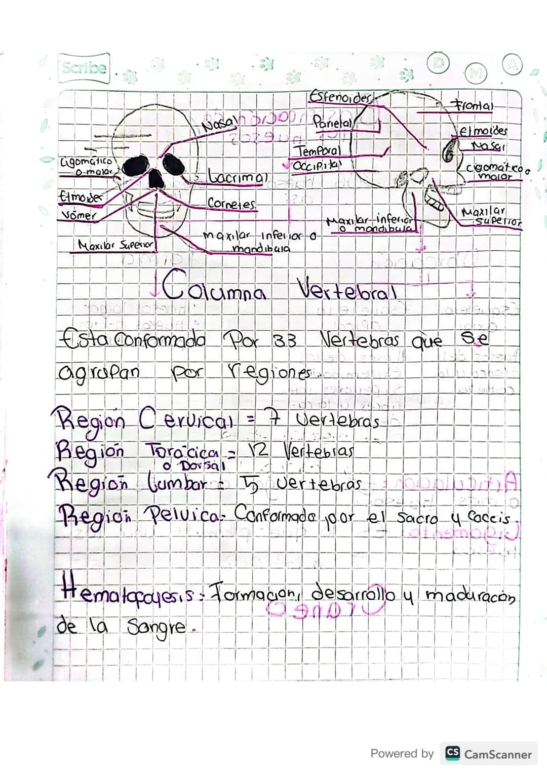 Sistema Oseo
Conformado
Por:
-
Huesos
-
Cartilago
-
Gigamento
-
Articulación
¿Como se forman ?
Mediante un proceso llamado/Osificación: