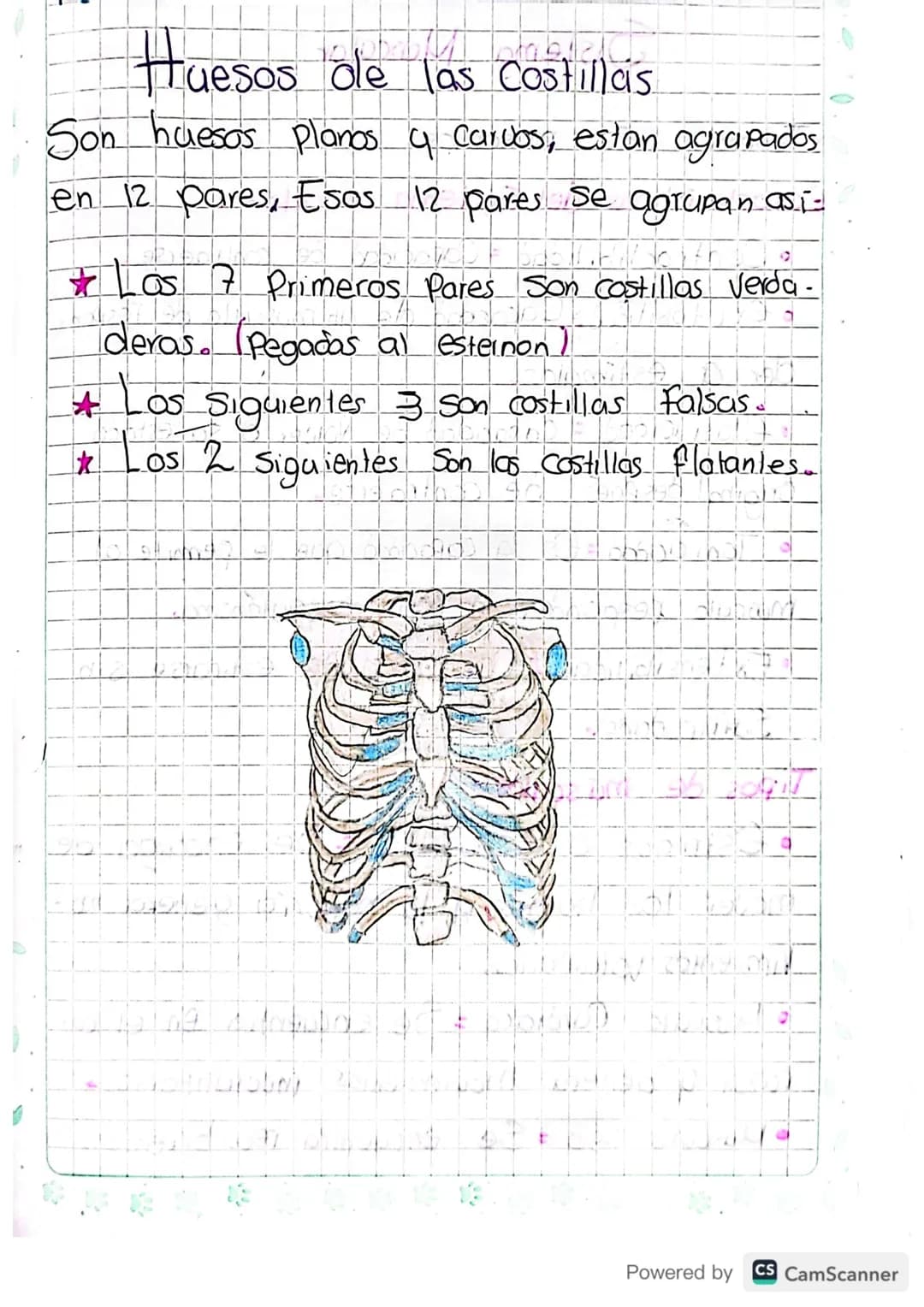 Sistema Oseo
Conformado
Por:
-
Huesos
-
Cartilago
-
Gigamento
-
Articulación
¿Como se forman ?
Mediante un proceso llamado/Osificación: