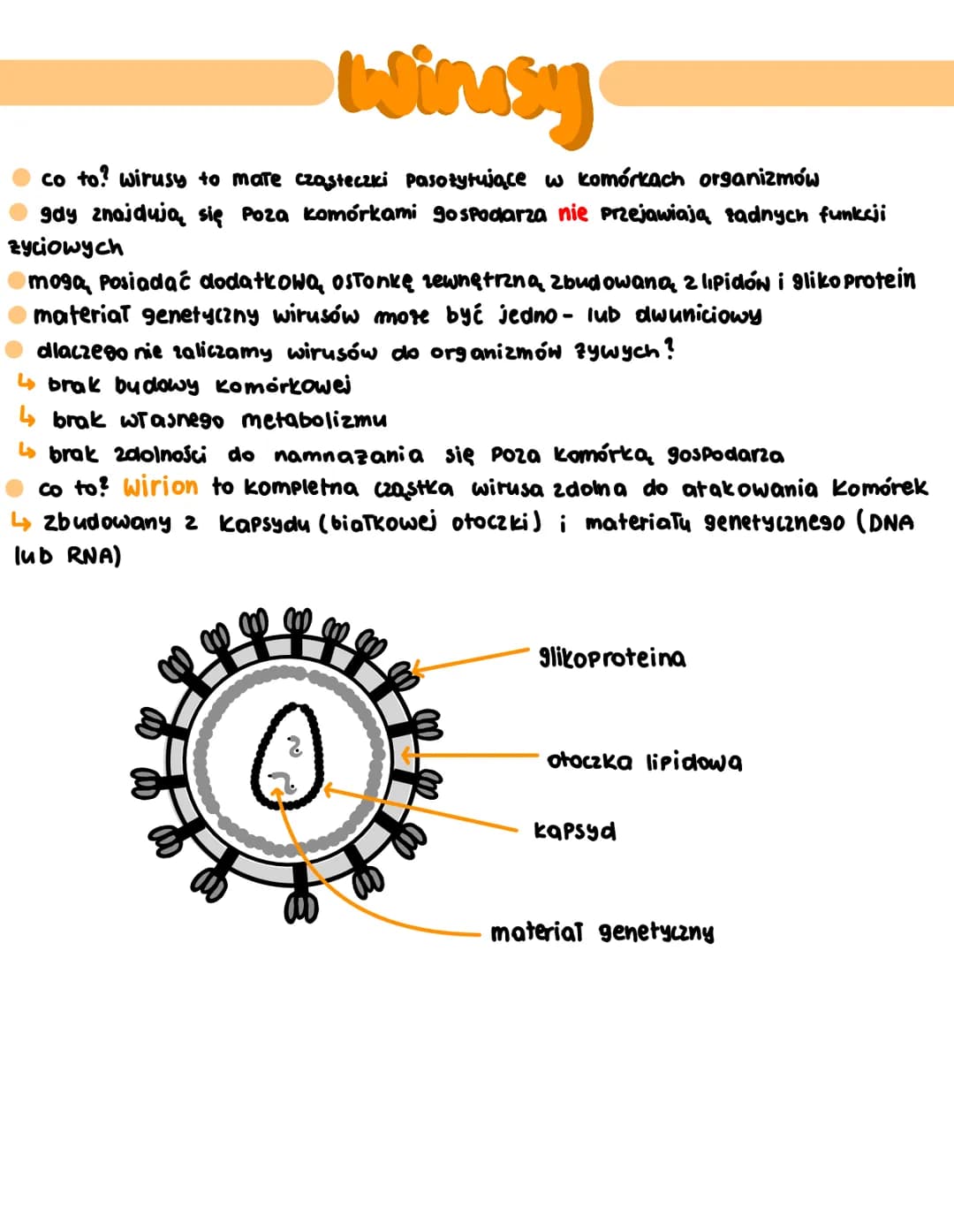 - bakterie i wirusy # bakterie
* to organizmy prokariotyczne
* mogą być jednokomórkowe lub tworzące kolonie
* nazywane są organizmami