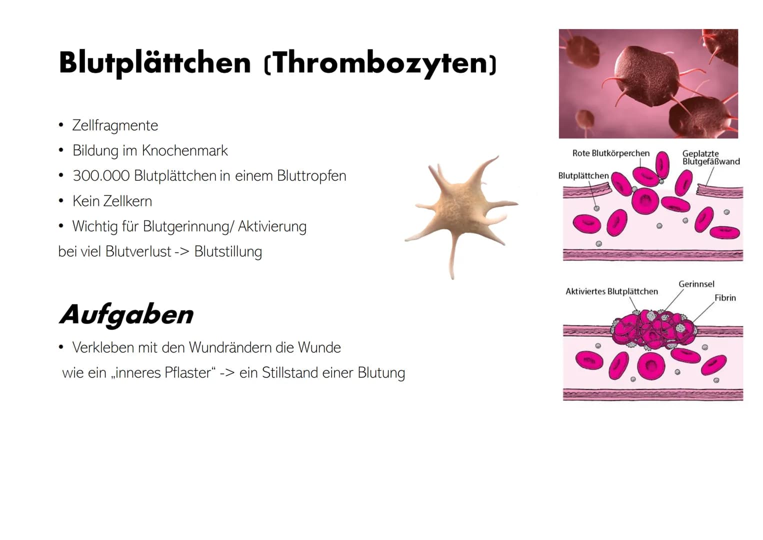 # Die Zusammensetzung und Aufgaben des Blutes Gliederung
• Was ist eigentlich Blut?
• Zusammensetzungen & Aufgaben von Blut
• Blutplasma
•