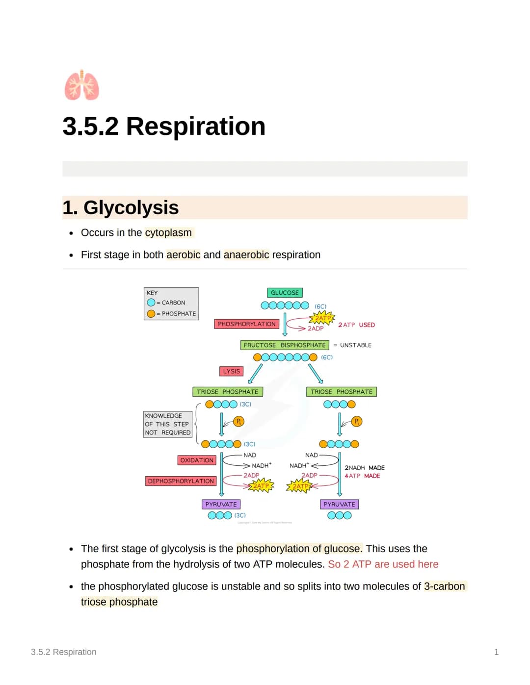 <h2>Glycolysis</h2>
<p>Glycolysis occurs in the cytoplasm and is the first stage in both aerobic and anaerobic respiration. During this pro