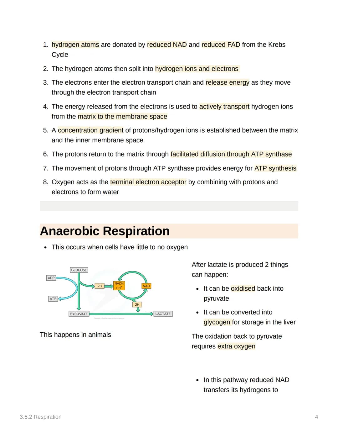 <h2>Glycolysis</h2>
<p>Glycolysis occurs in the cytoplasm and is the first stage in both aerobic and anaerobic respiration. During this pro