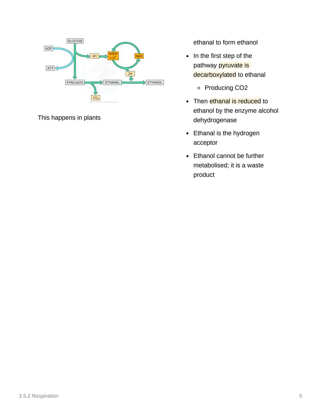 <h2>Glycolysis</h2>
<p>Glycolysis occurs in the cytoplasm and is the first stage in both aerobic and anaerobic respiration. During this pro