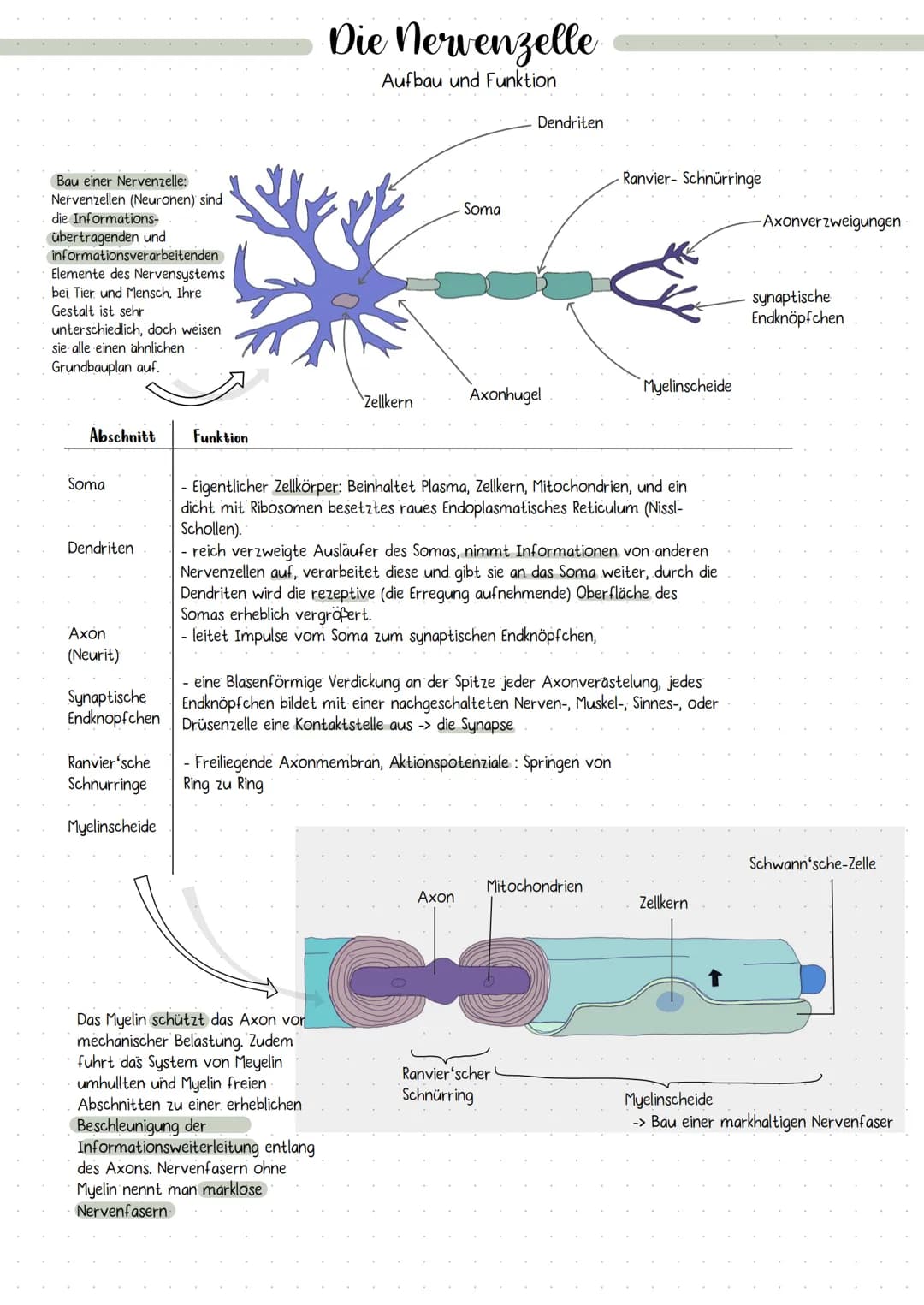 # DIE NERVENZELLE
AUFBAU UND FUNKTION # Die Nervenzelle
Aufbau und Funktion
Bau einer Nervenzelle:
Nervenzellen (Neuronen) sind
die Informa