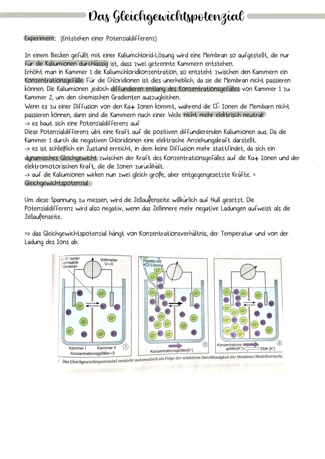 # DIE NERVENZELLE
AUFBAU UND FUNKTION # Die Nervenzelle
Aufbau und Funktion
Bau einer Nervenzelle:
Nervenzellen (Neuronen) sind
die Informa