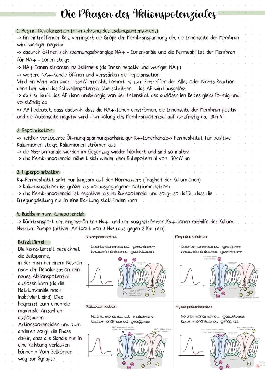 # DIE NERVENZELLE
AUFBAU UND FUNKTION # Die Nervenzelle
Aufbau und Funktion
Bau einer Nervenzelle:
Nervenzellen (Neuronen) sind
die Informa