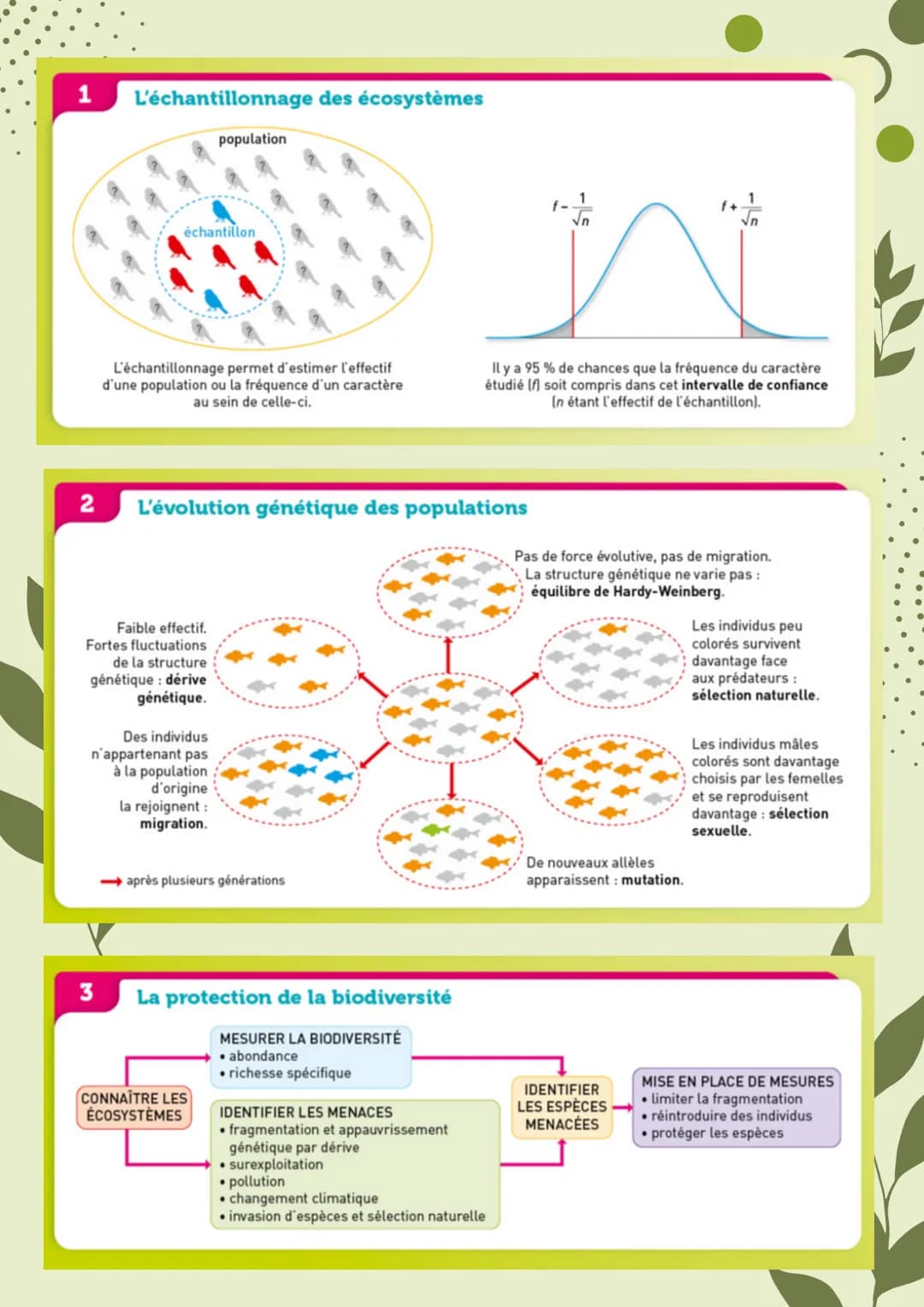 <h2>La biodiversité et son évolution</h2>
<h3>La biodiversité : définition et échelles</h3>
<p>Les trois niveaux de la biodiversité sont l