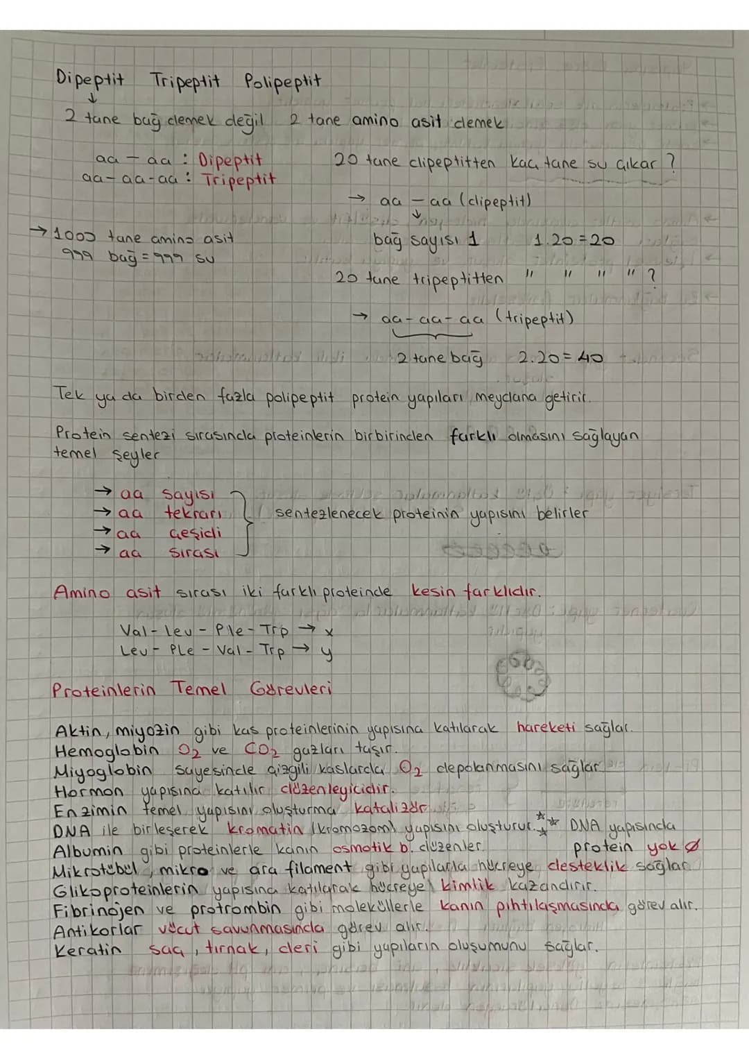 # Proteinler
Proteinler C. HID, N/S karbon, hidrojen, oksijen, azot stabil
yanına birde kükürt koyuyorum.
→3. dereceden enerji kaynağıdır.