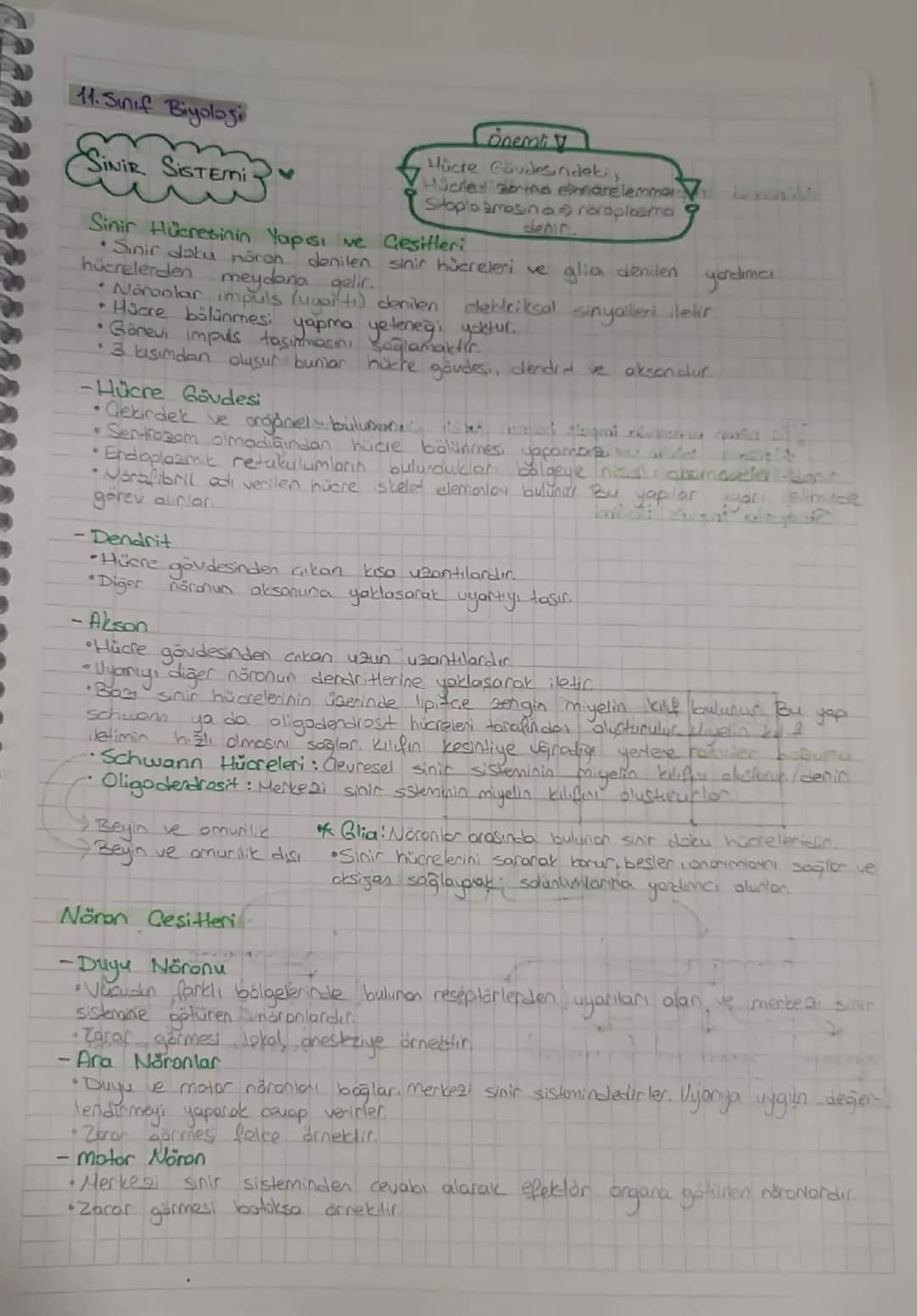 11. Sınıf Biyoloji
SINIR SISTEMI
Önemli
Hücre Gövdesindeti,
Hücret sibina einmanelemmer
Sitopla arasina roraplasma 9
Sinir Hücresinin Yapı