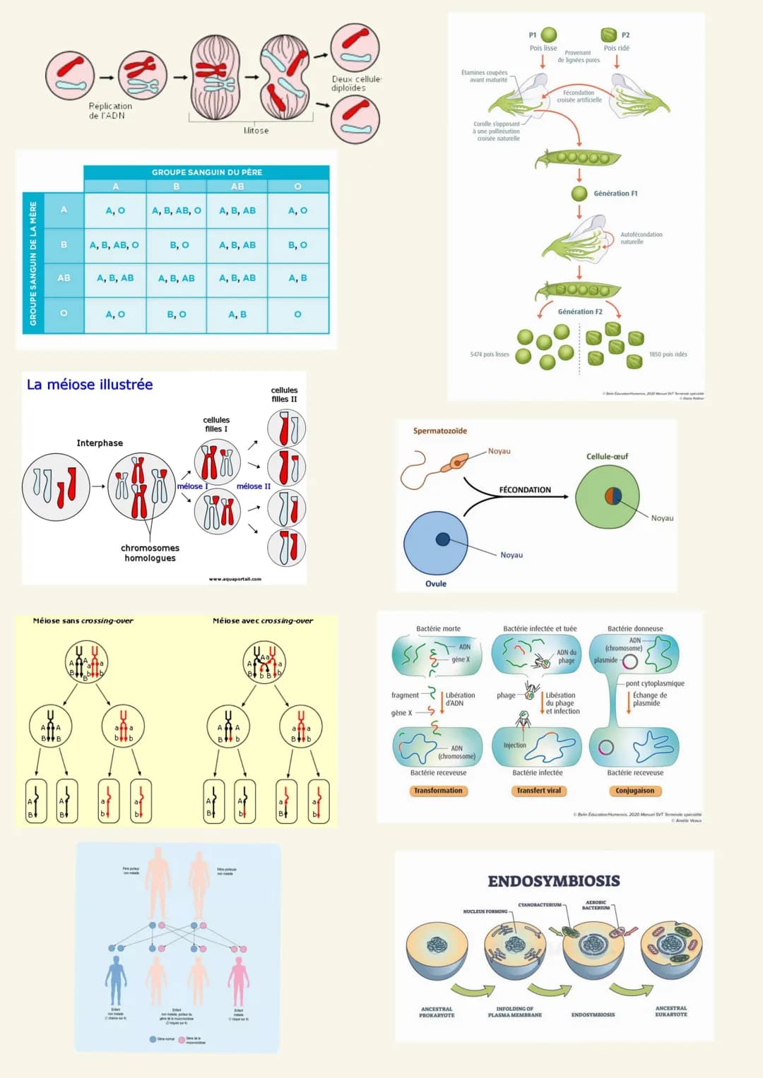# Arguments :
Chapitre 1: Génétique
-Schéma mitose, lignée cellulaire
-Expérience de Mono-hybridisme de Gregor Mendel: l'analyse statistiqu