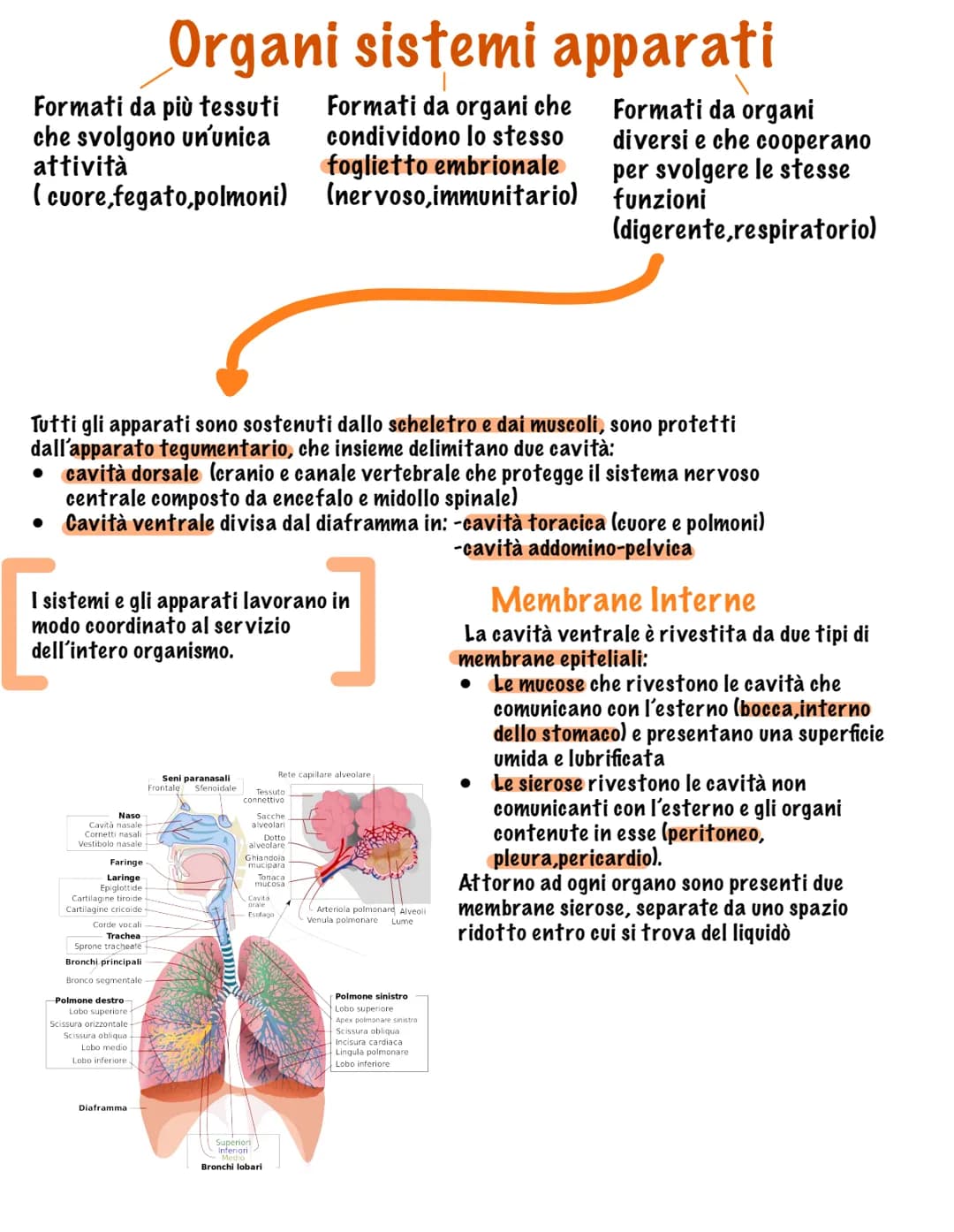 # I tessuti
Parte tutto dallo zigote, una
cellula diploide (mitosi, 23
coppie di cromosomi, stesso
materiale genetico)
Vi sono quattro tip