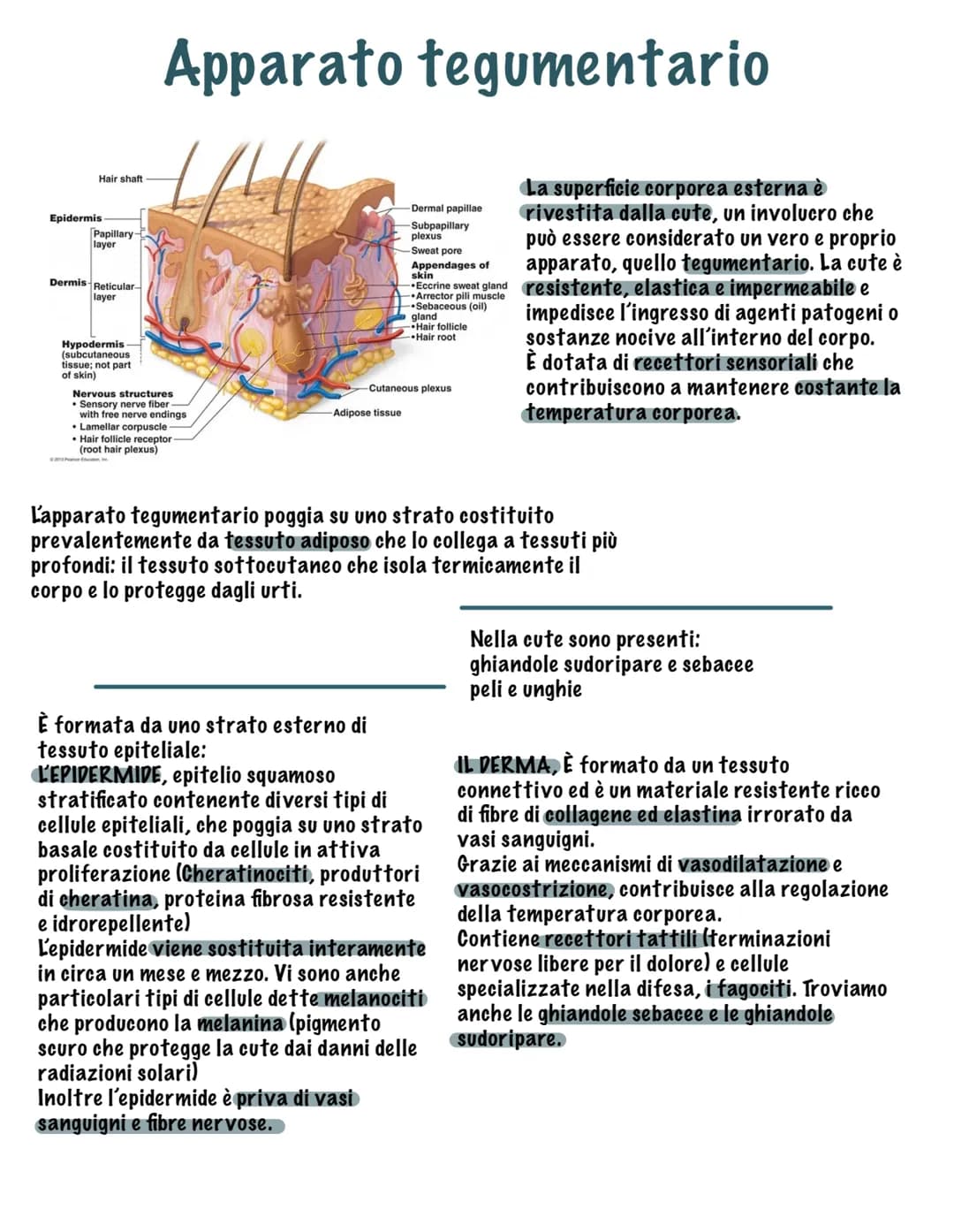 # I tessuti
Parte tutto dallo zigote, una
cellula diploide (mitosi, 23
coppie di cromosomi, stesso
materiale genetico)
Vi sono quattro tip