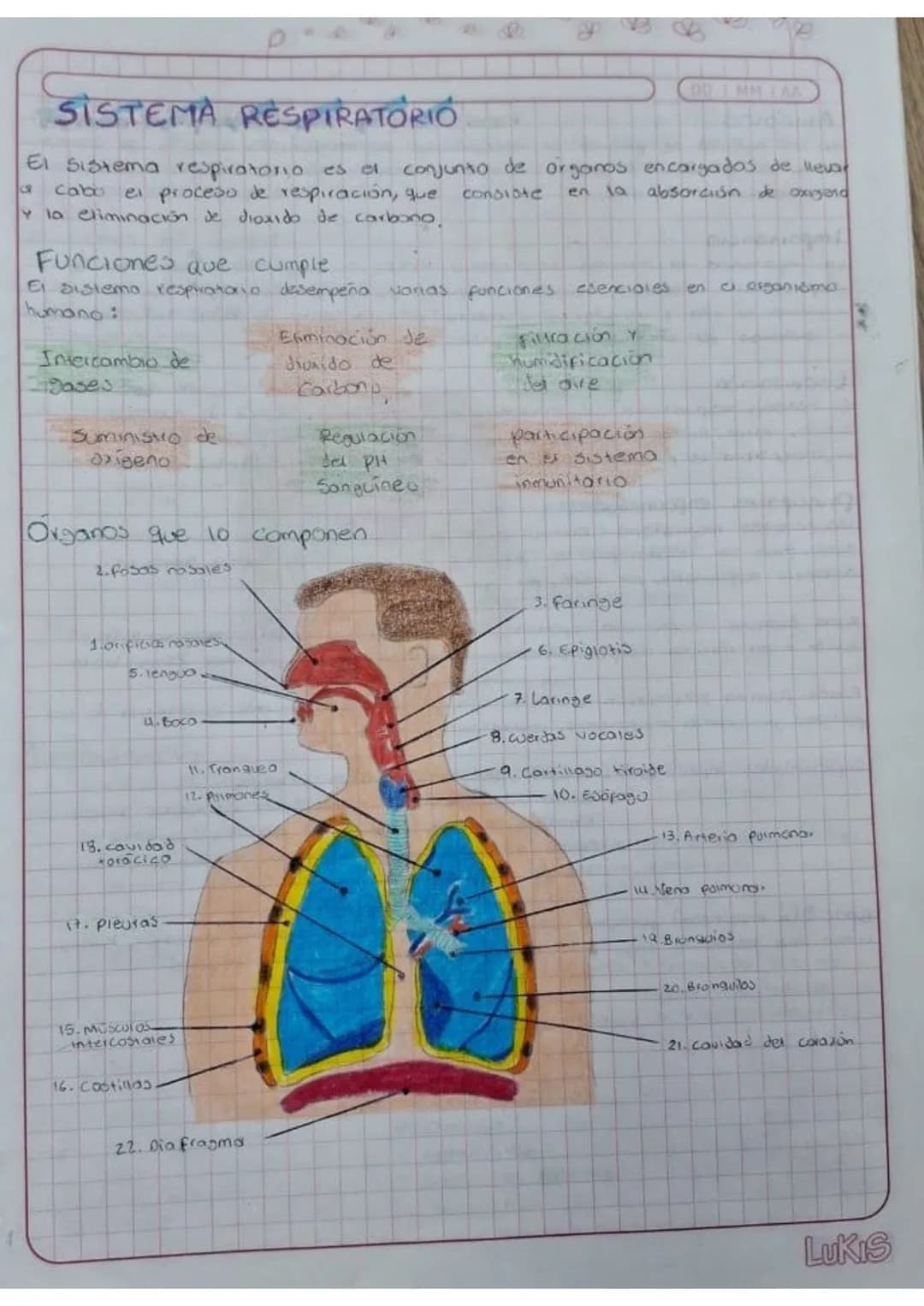 # SISTEMA RESPIRATORIÓ
El sistema respiratorio es el conjunto de órganos encargados de llevar
a cabo el proceso de respiración, que consist
