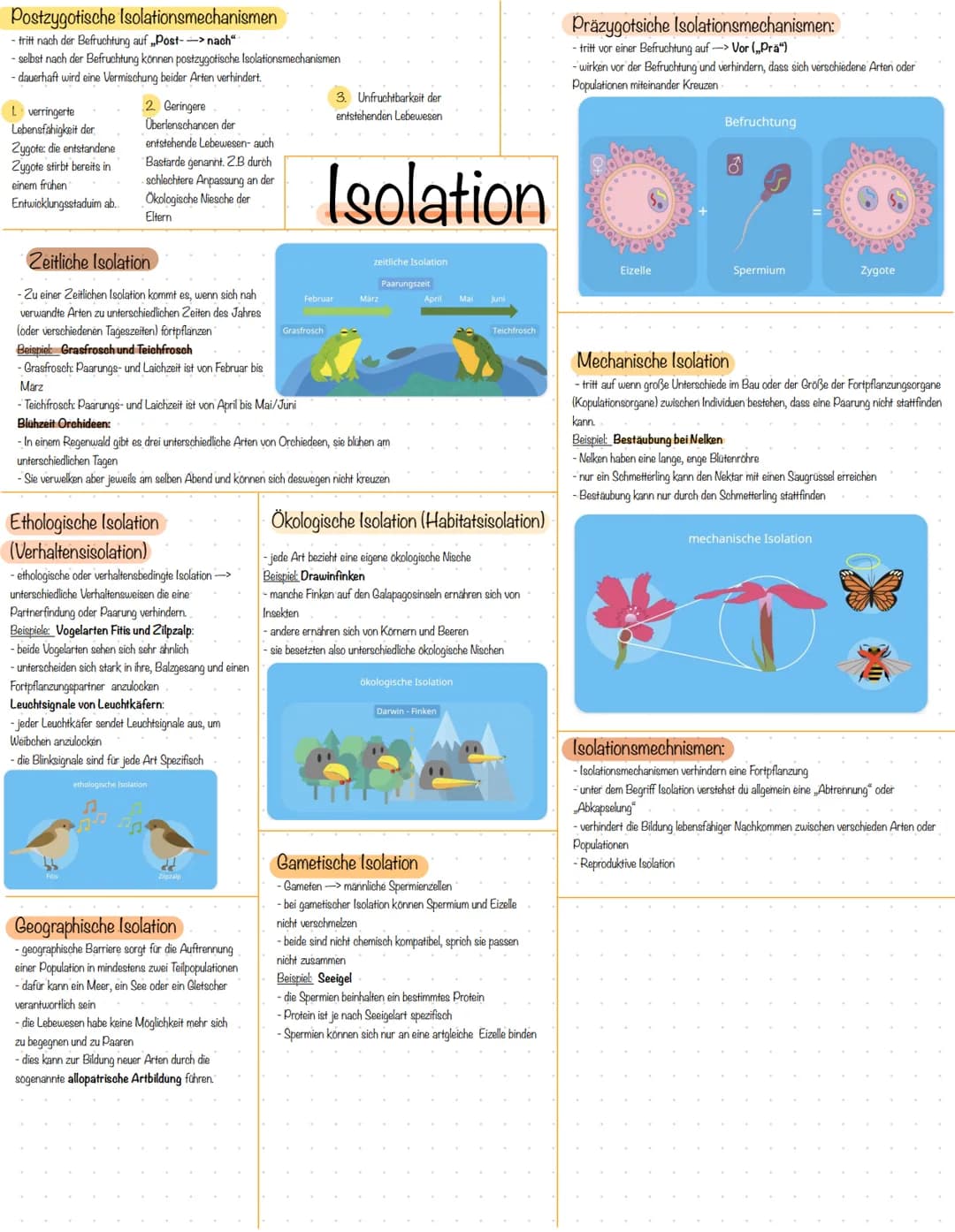 Postzygotische Isolationsmechanismen
- fritt nach der Befruchtung auf „Post--> nach"
- selbst nach der Befruchtung können postzygotische Iso