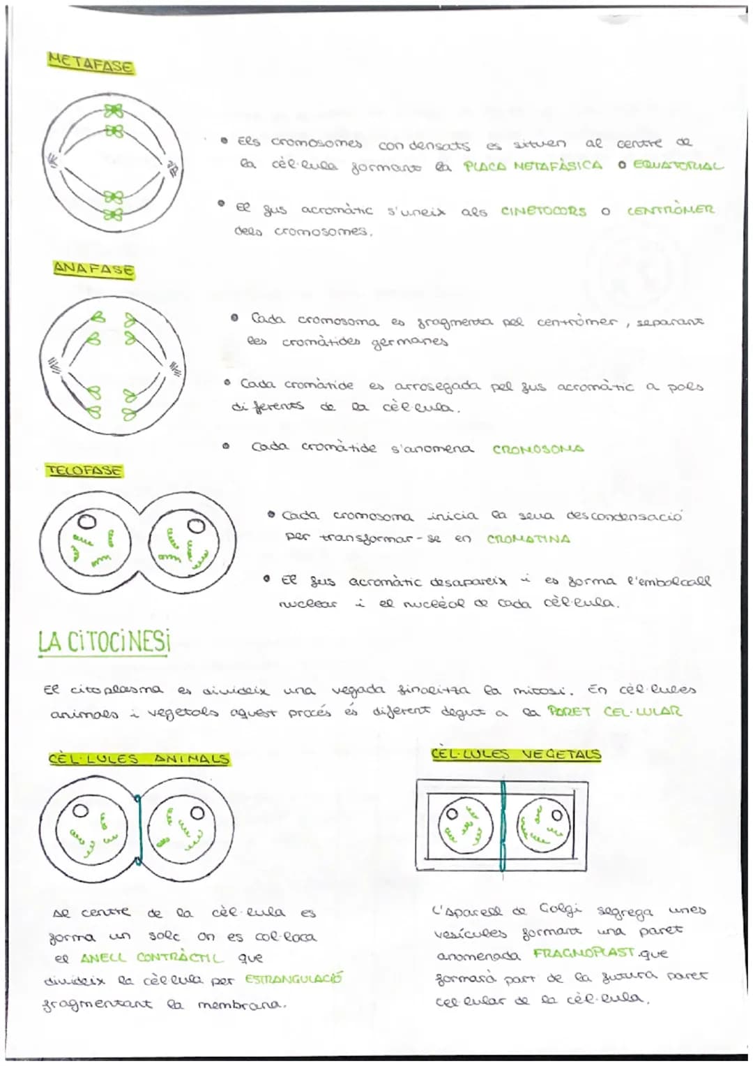 # CICLE CELLULAR
VOCABULARI
CROMATINA material format per largs silaments d'ADN associas a unes
proteines anomenades histones. (cèl·lula e
