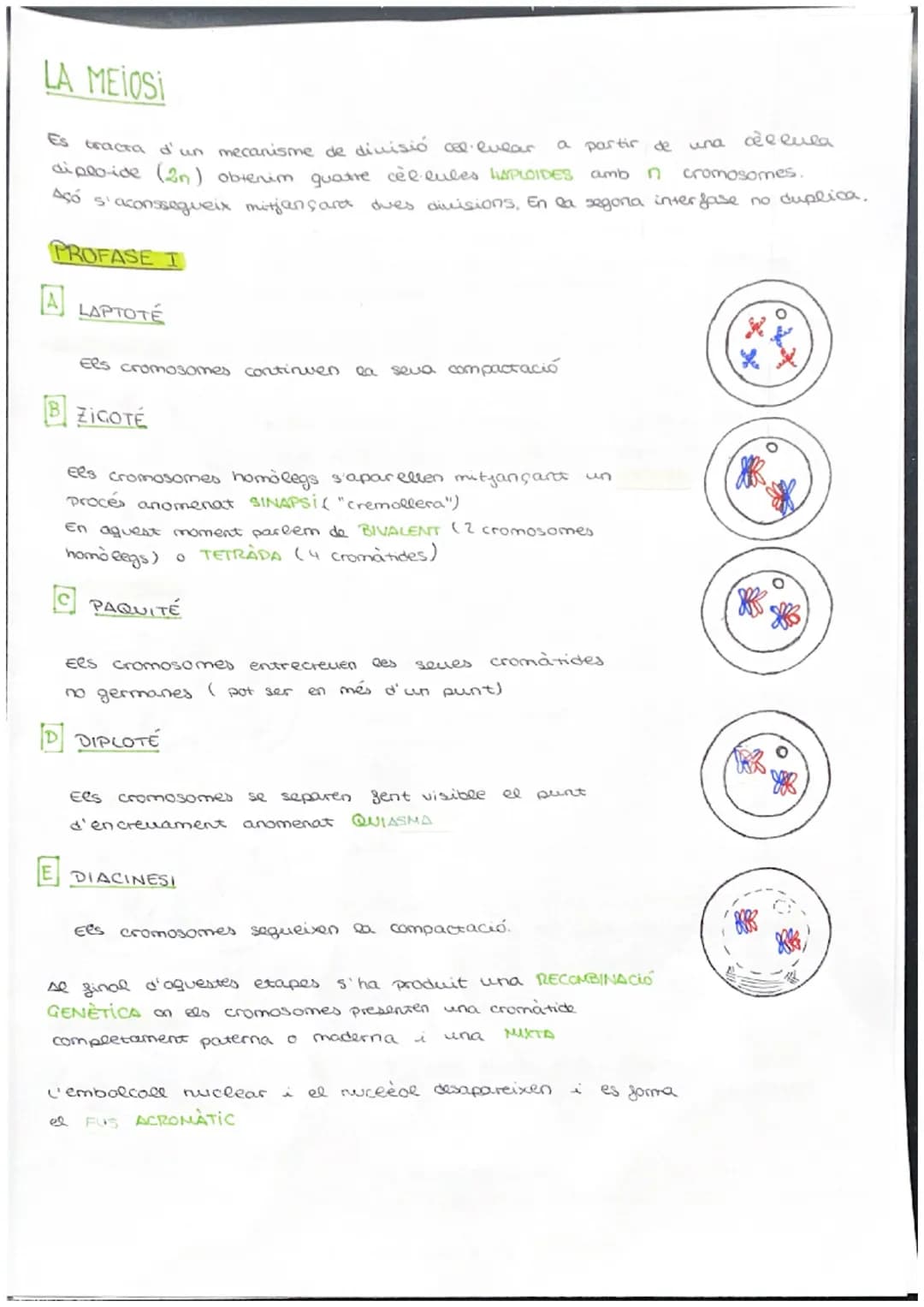 # CICLE CELLULAR
VOCABULARI
CROMATINA material format per largs silaments d'ADN associas a unes
proteines anomenades histones. (cèl·lula e