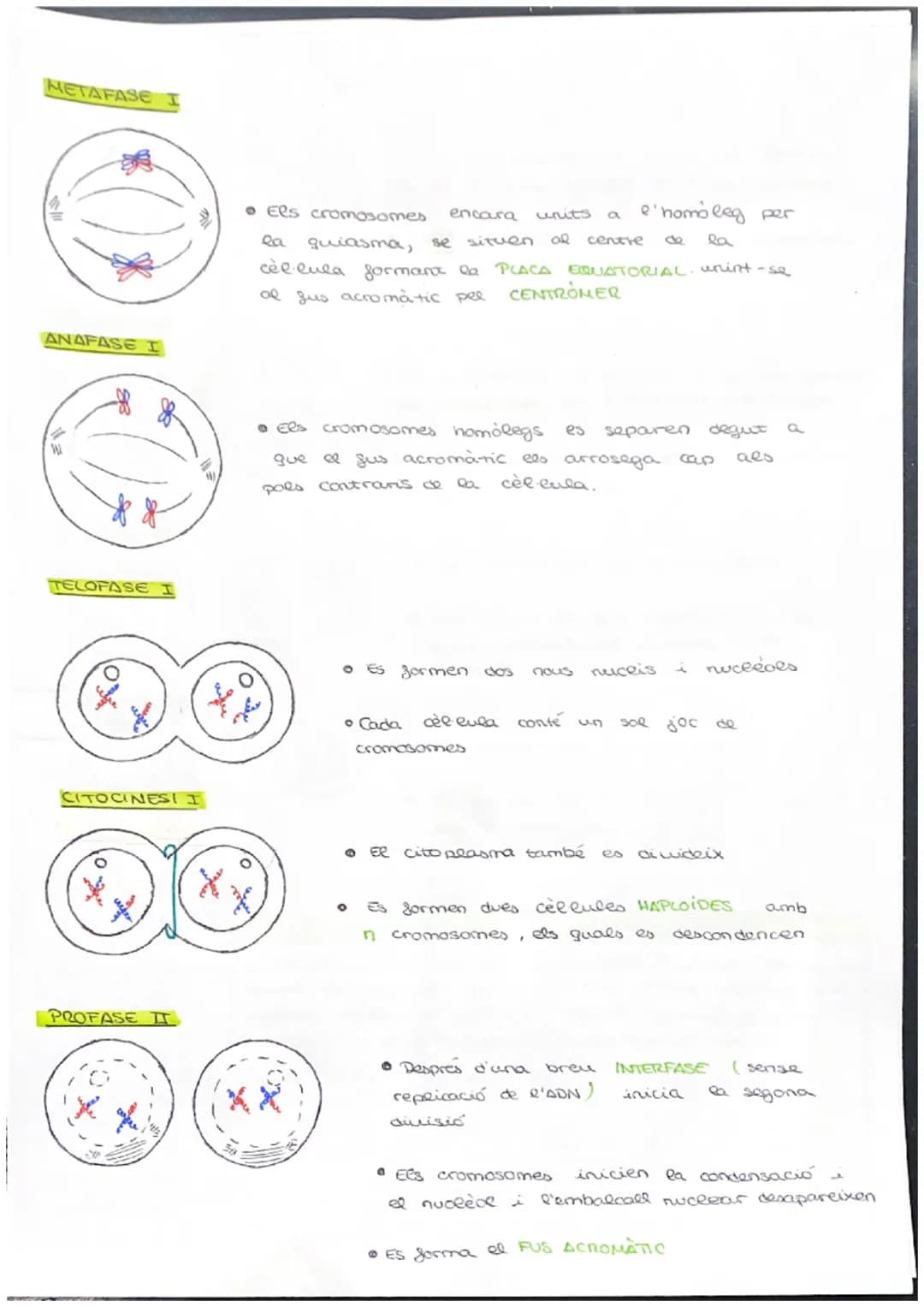# CICLE CELLULAR
VOCABULARI
CROMATINA material format per largs silaments d'ADN associas a unes
proteines anomenades histones. (cèl·lula e