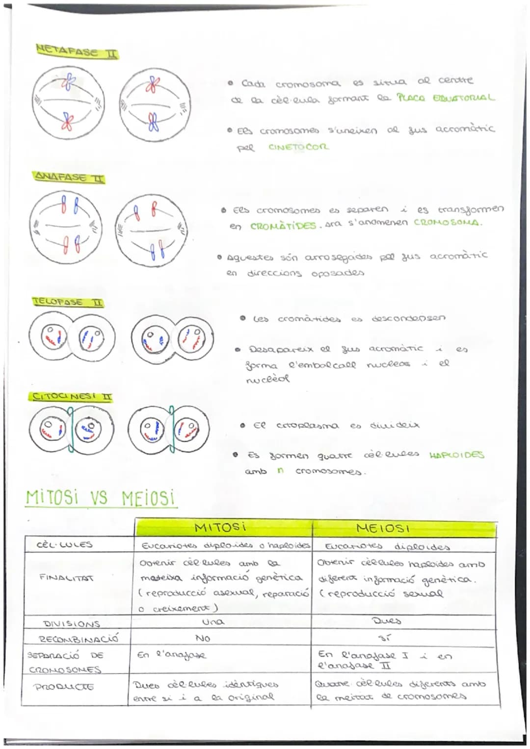 # CICLE CELLULAR
VOCABULARI
CROMATINA material format per largs silaments d'ADN associas a unes
proteines anomenades histones. (cèl·lula e