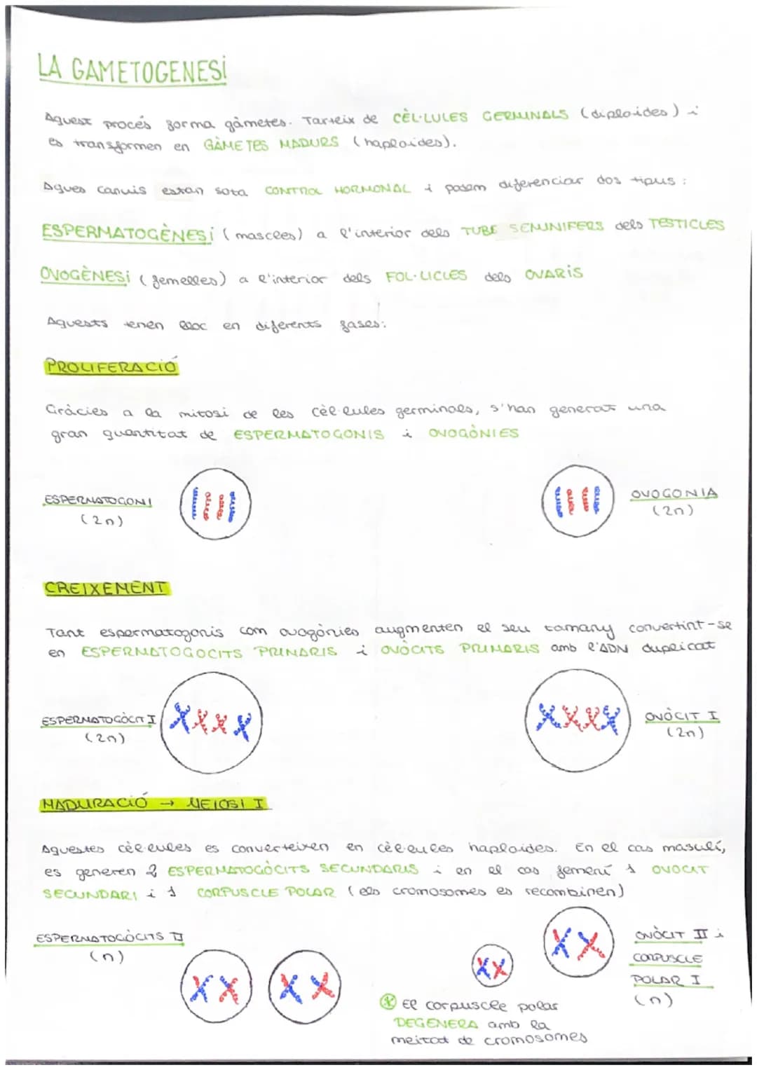 # CICLE CELLULAR
VOCABULARI
CROMATINA material format per largs silaments d'ADN associas a unes
proteines anomenades histones. (cèl·lula e