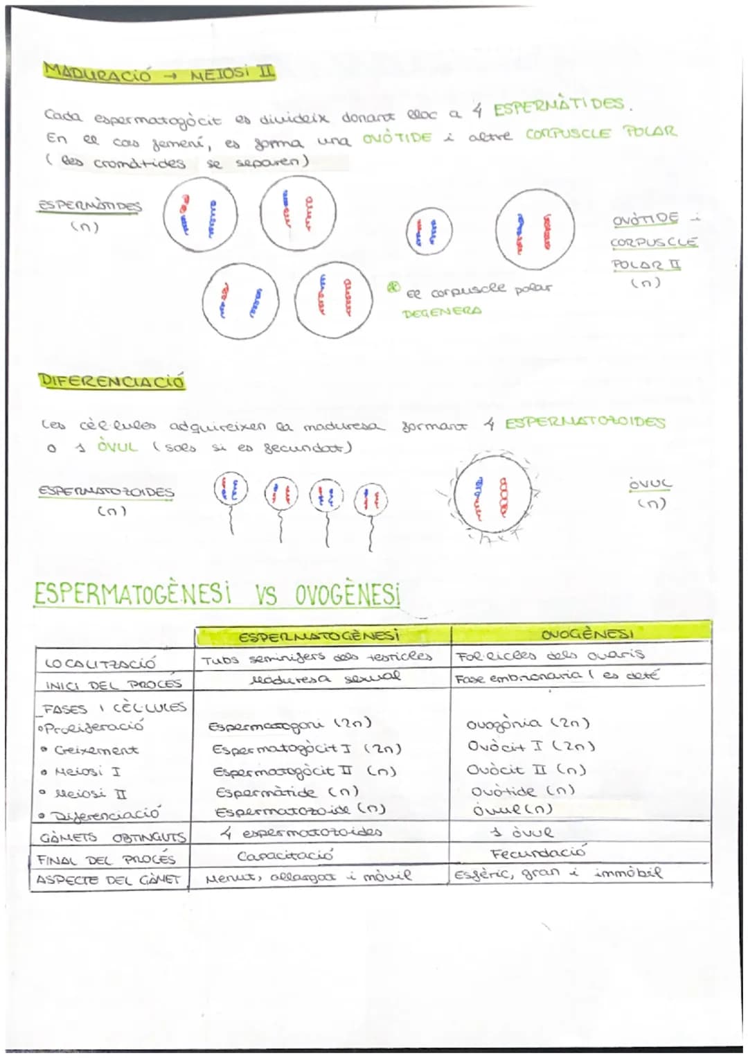 # CICLE CELLULAR
VOCABULARI
CROMATINA material format per largs silaments d'ADN associas a unes
proteines anomenades histones. (cèl·lula e